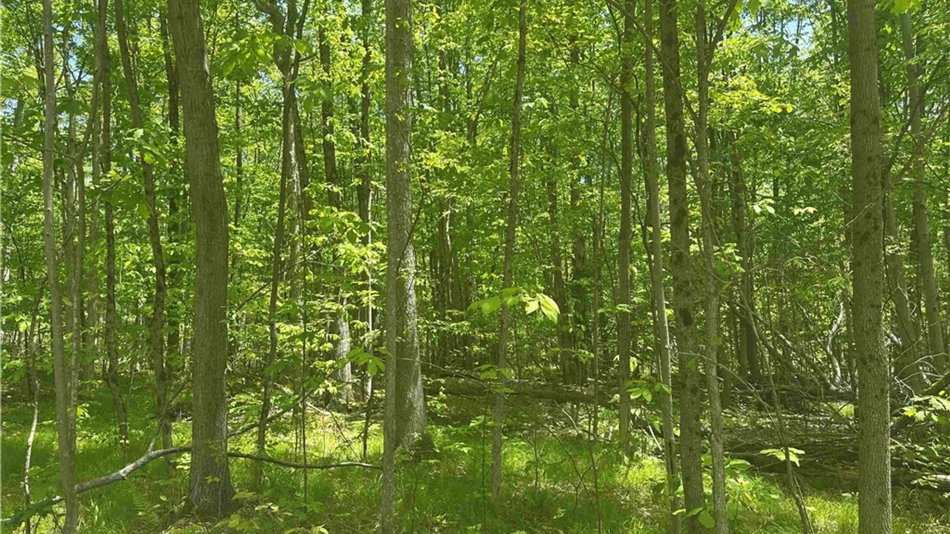 Property at River Road, Amity, NY 14813 16