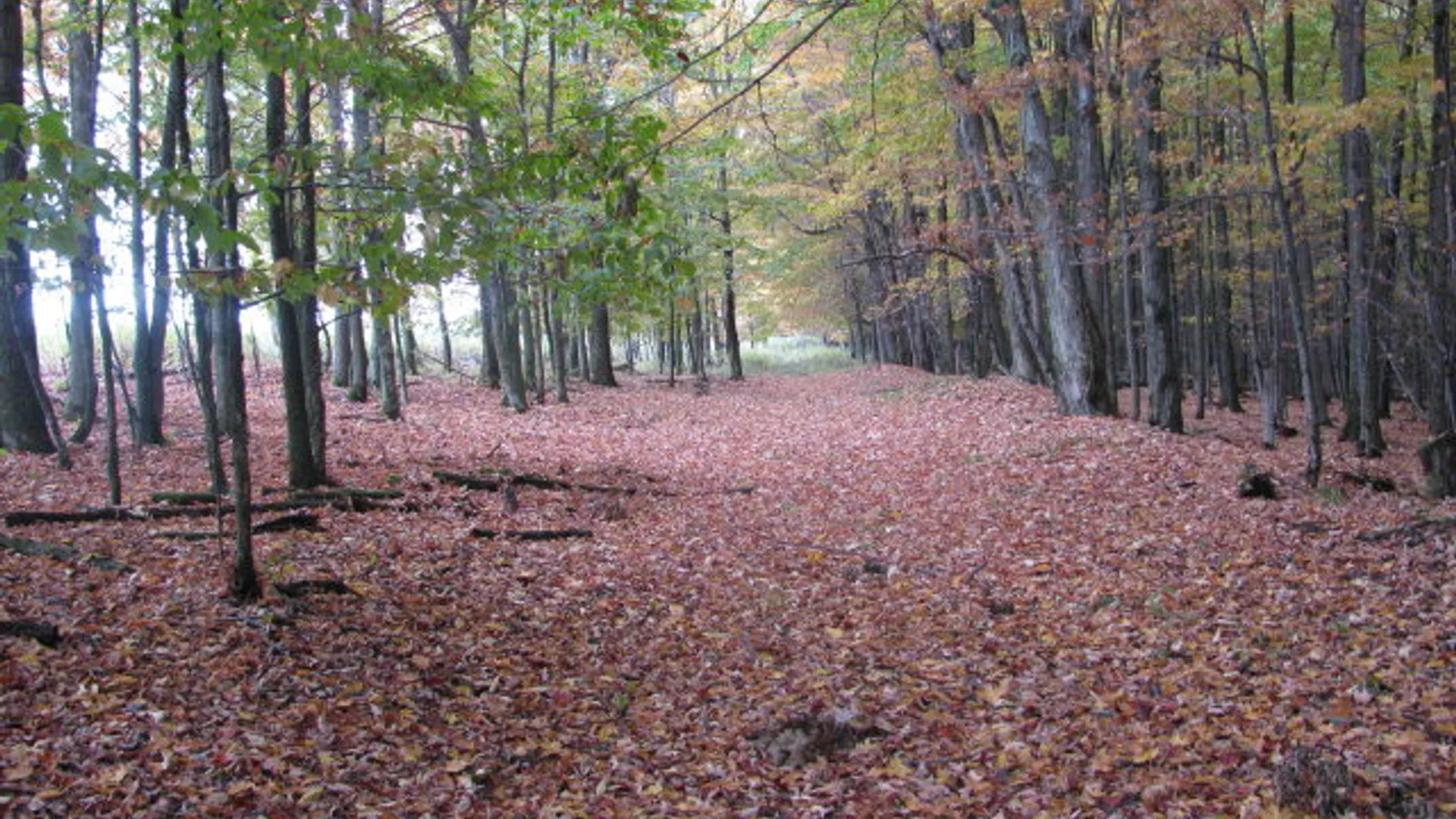 Property at 62054 State Route 415, Cohocton, NY 14826 17