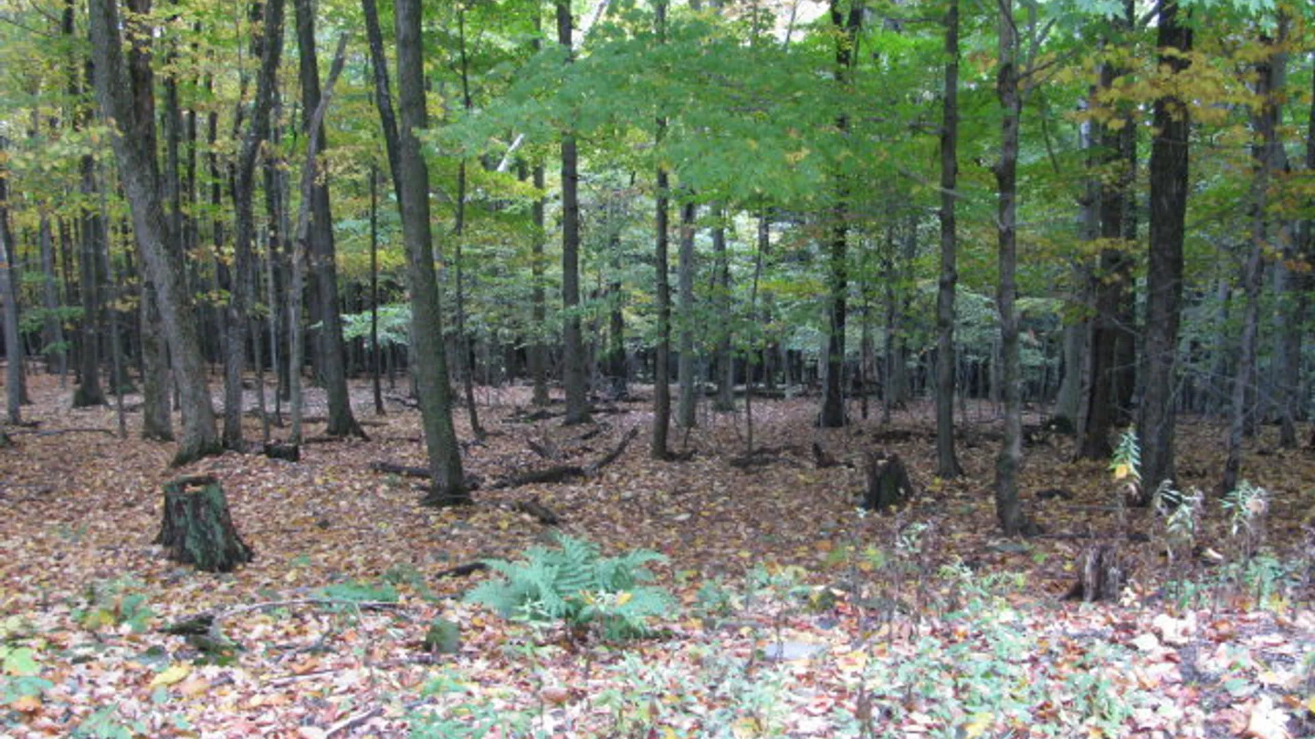 Property at 62054 State Route 415, Cohocton, NY 14826 18
