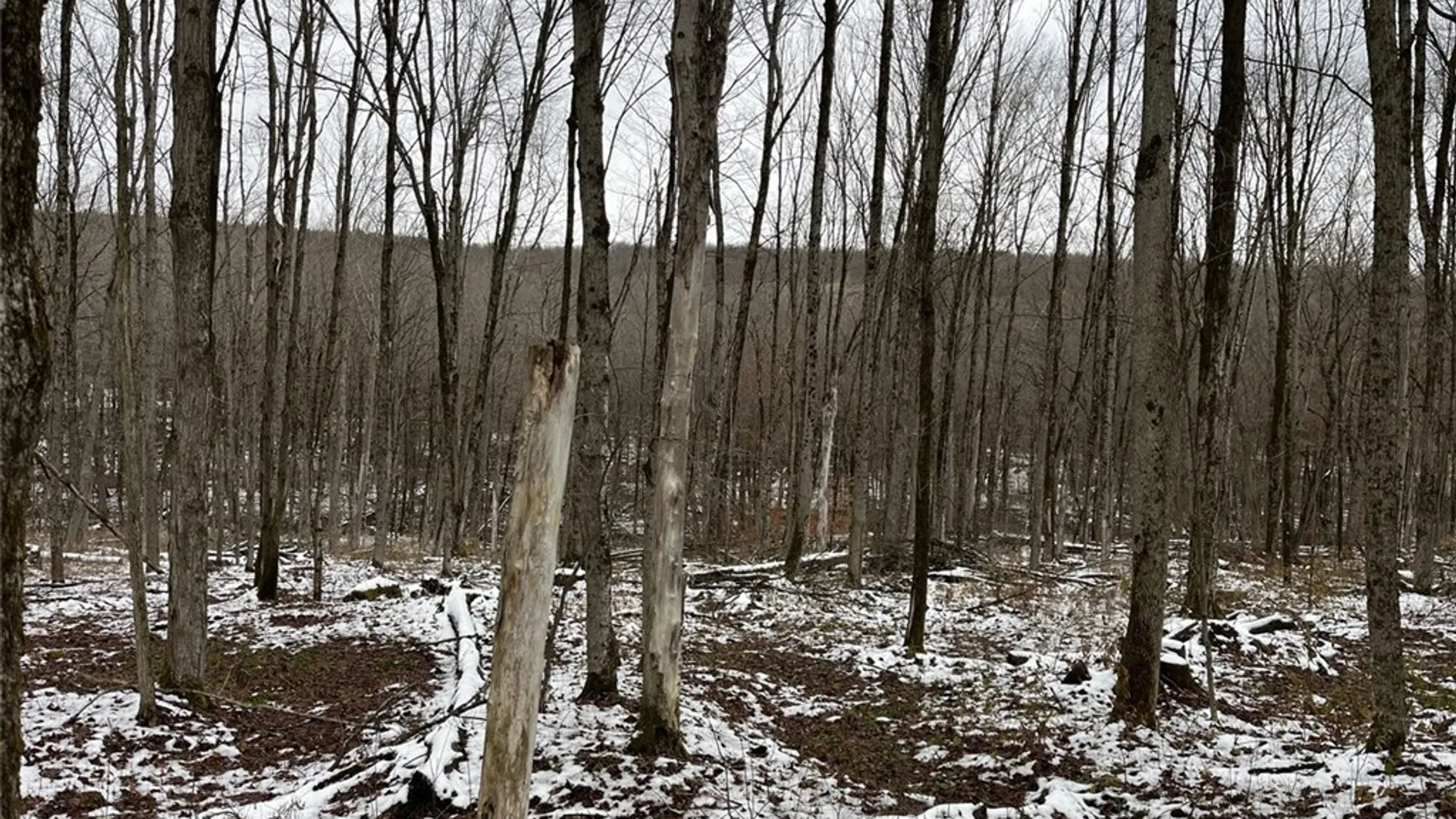 Property at Jersey Hill Road, Birdsall, NY 14822 9