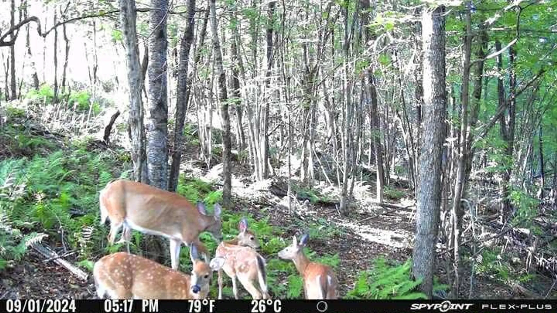 Property at Big Hollow Road, Sanford, NY 13754 3