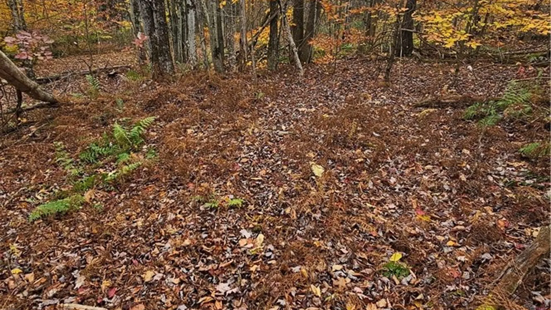 Property at 136 Dubois Lane, Oxford, NY 13830 9