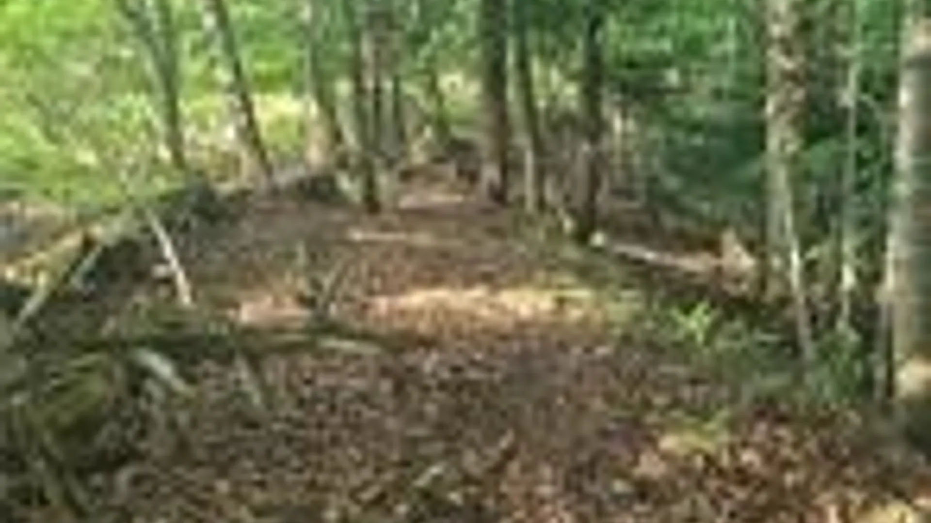 Property at 001 Lot A Bowen Road, Randolph, NY 14772 6
