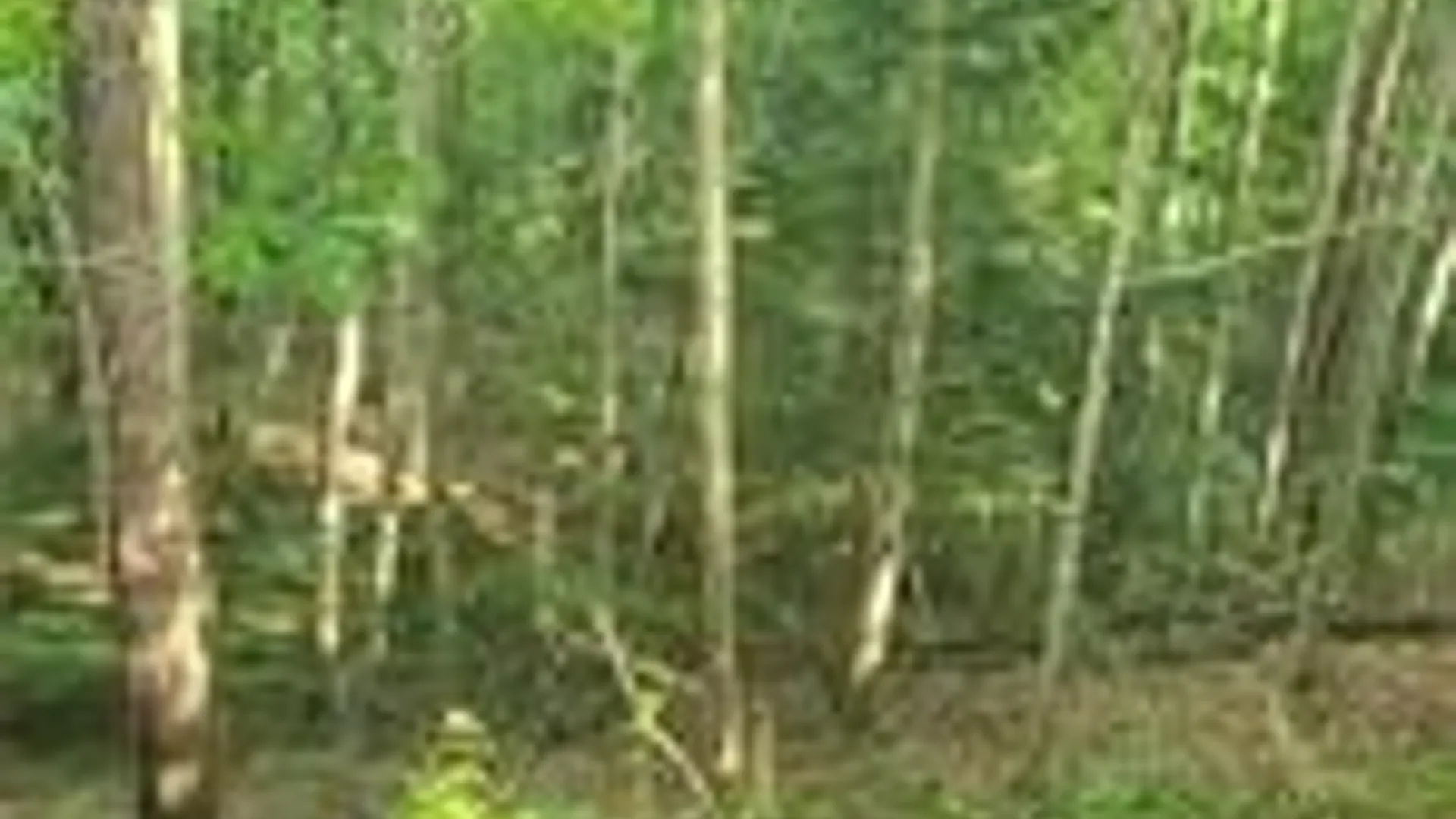 Property at 001 Lot A Bowen Road, Randolph, NY 14772 7