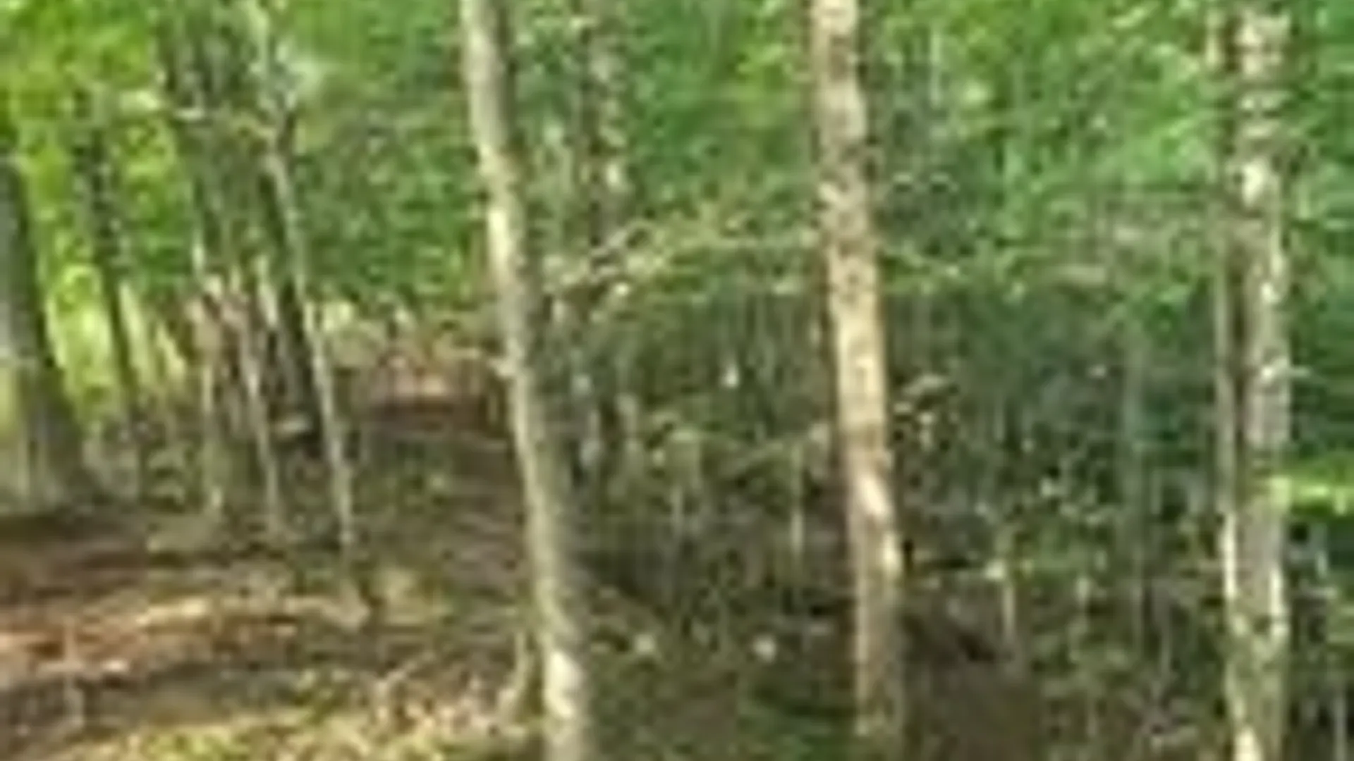 Property at 001 Lot A Bowen Road, Randolph, NY 14772 9