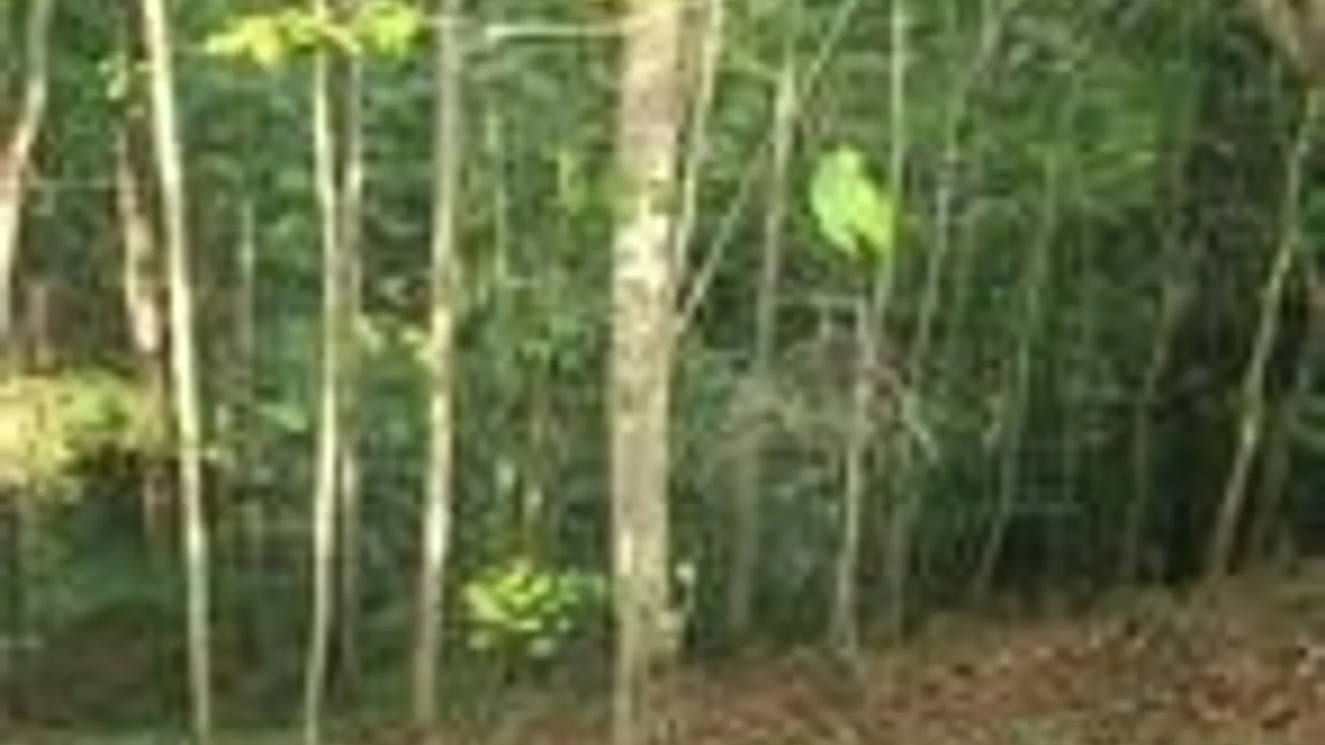 Property at 001 Lot A Bowen Road, Randolph, NY 14772 10