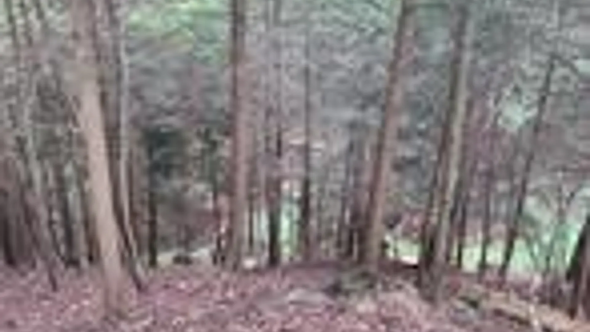 Property at 001 Lot A Bowen Road, Randolph, NY 14772 12