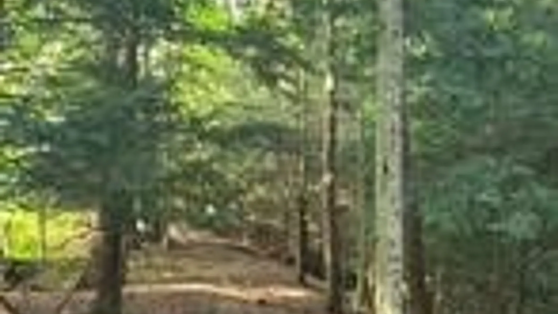 Property at 001 Lot A Bowen Road, Randolph, NY 14772 13