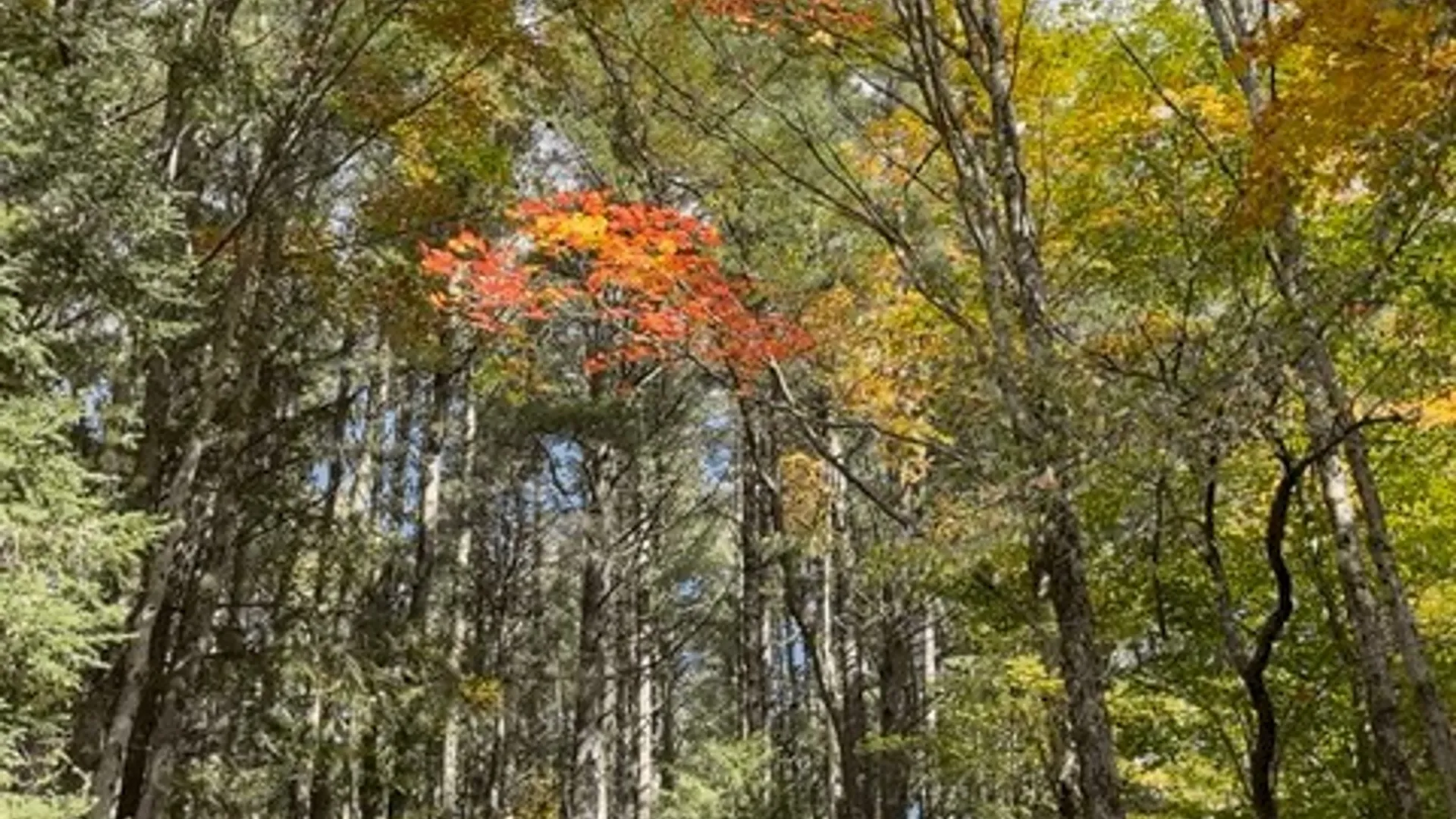 Property at 1848 Gray Wilmurt Road, Ohio, NY 13324 39