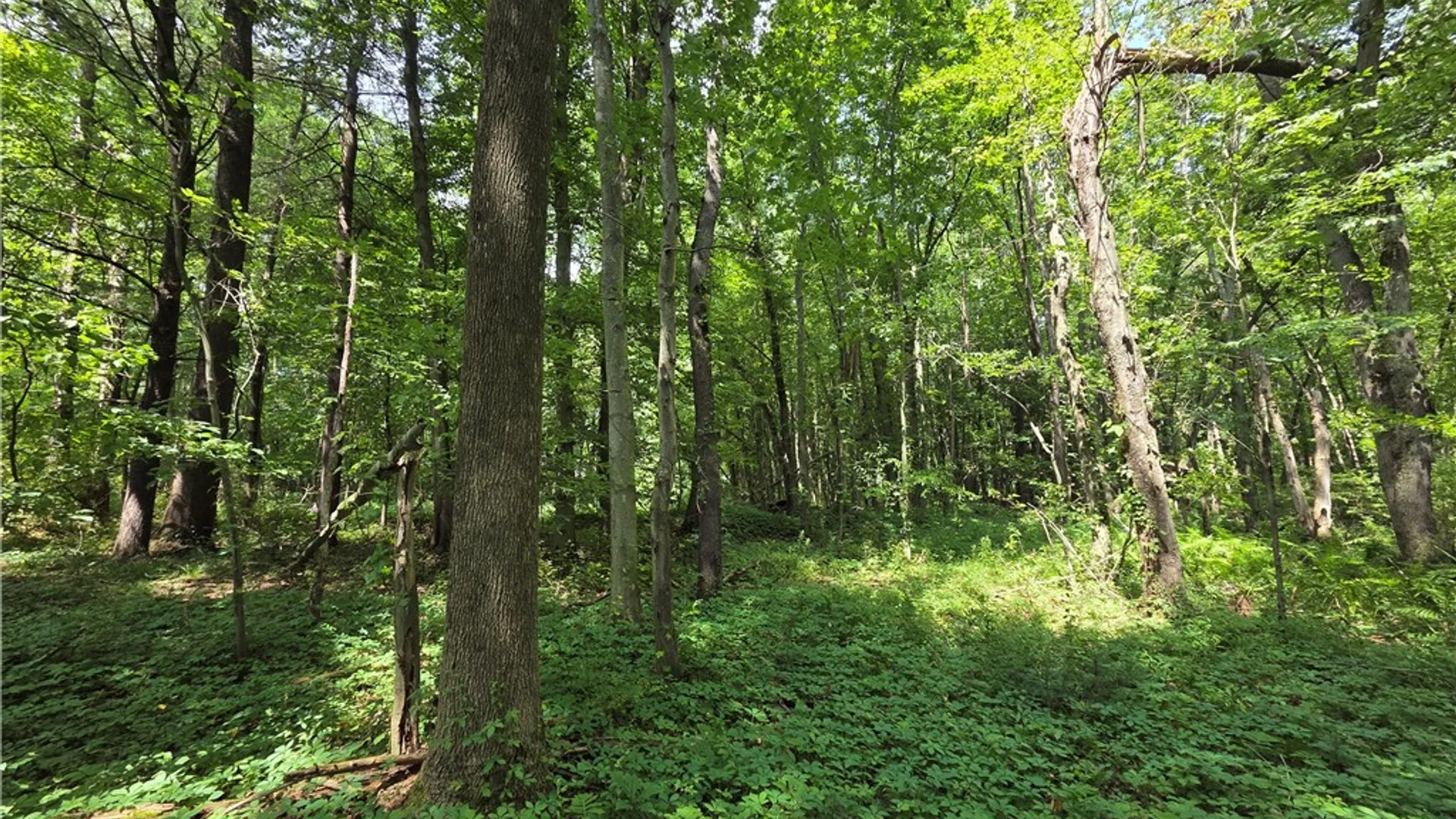 Property at 10720 Duck Lake Road, Conquest, NY 13143 9