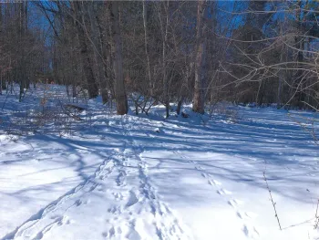 Property at Bettsburg Road, Afton, NY 13730