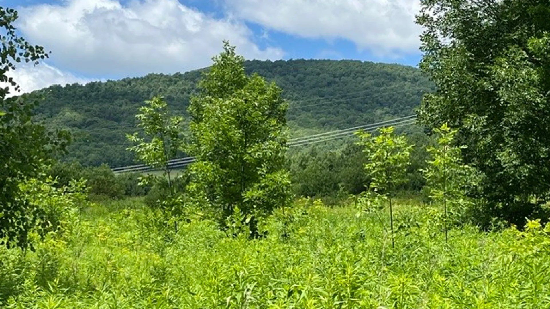 Property at Narrow Notch Road, Stamford, NY 12167 3