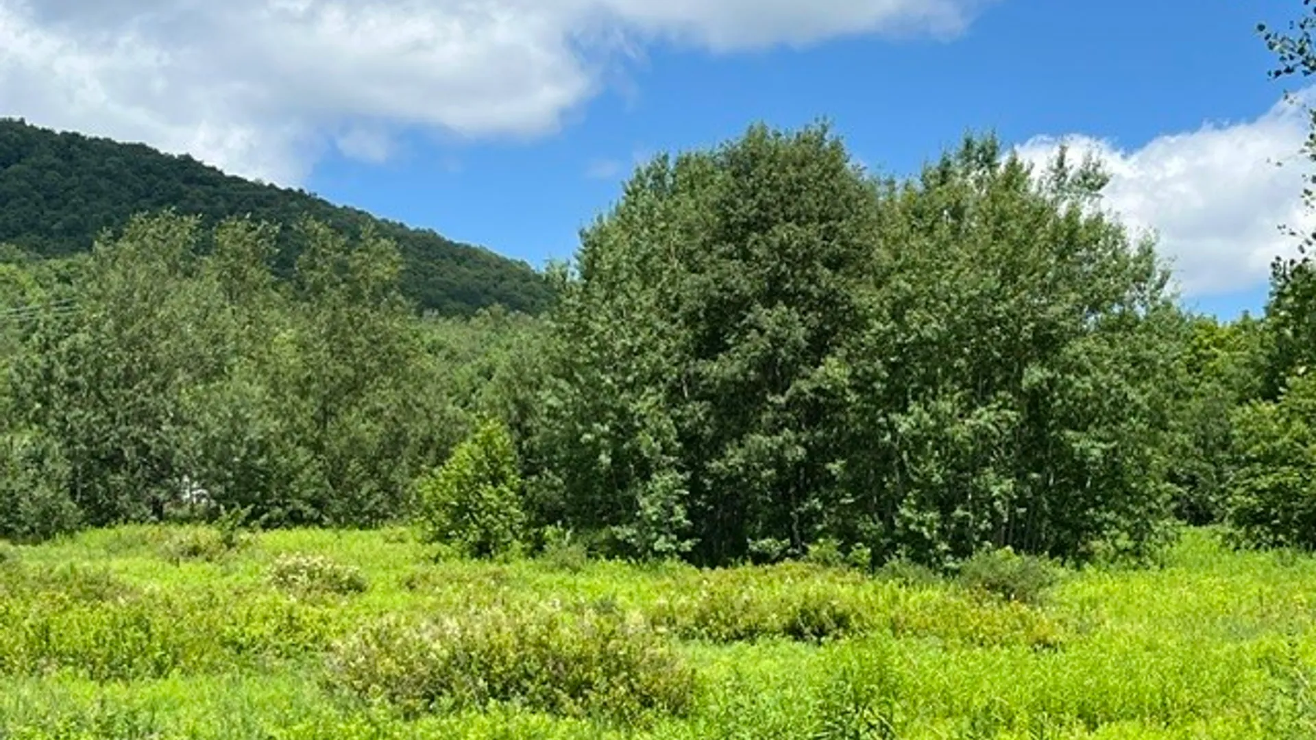 Property at Narrow Notch Road, Stamford, NY 12167 5