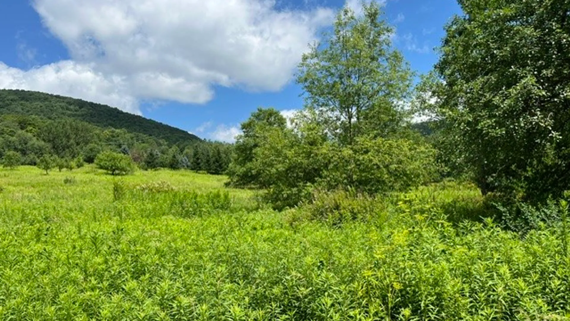 Property at Narrow Notch Road, Stamford, NY 12167 6