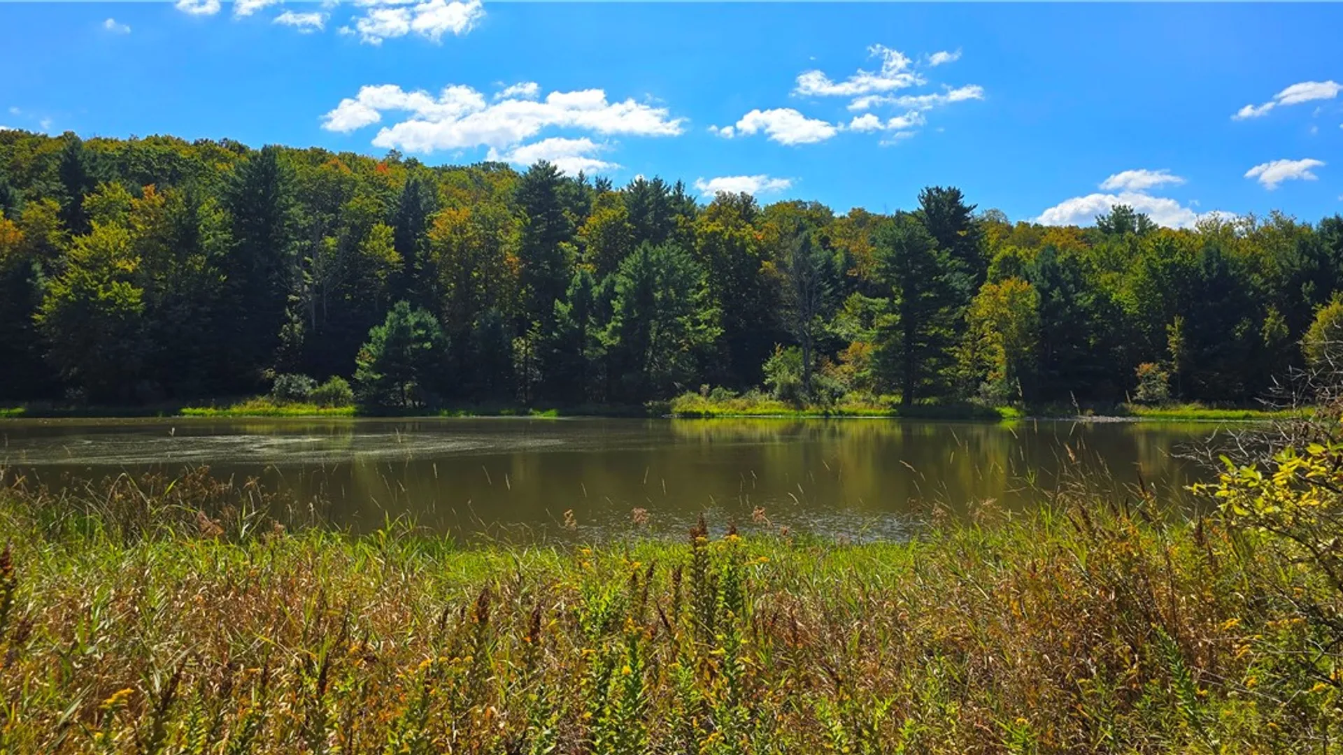Property at 1290 Ayres Road Road, Gillett, PA 16925 44