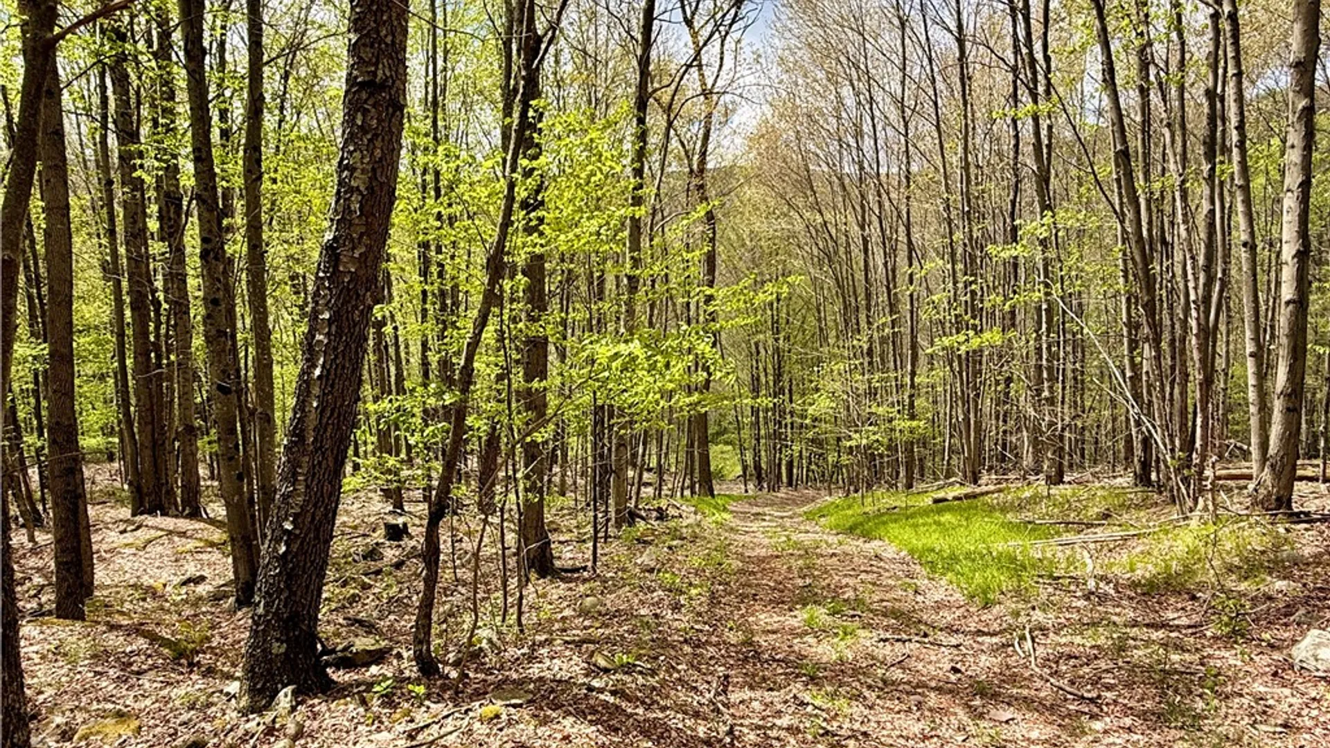 Property at 30 & 33 Harter Road, Lexington, NY 12492 16