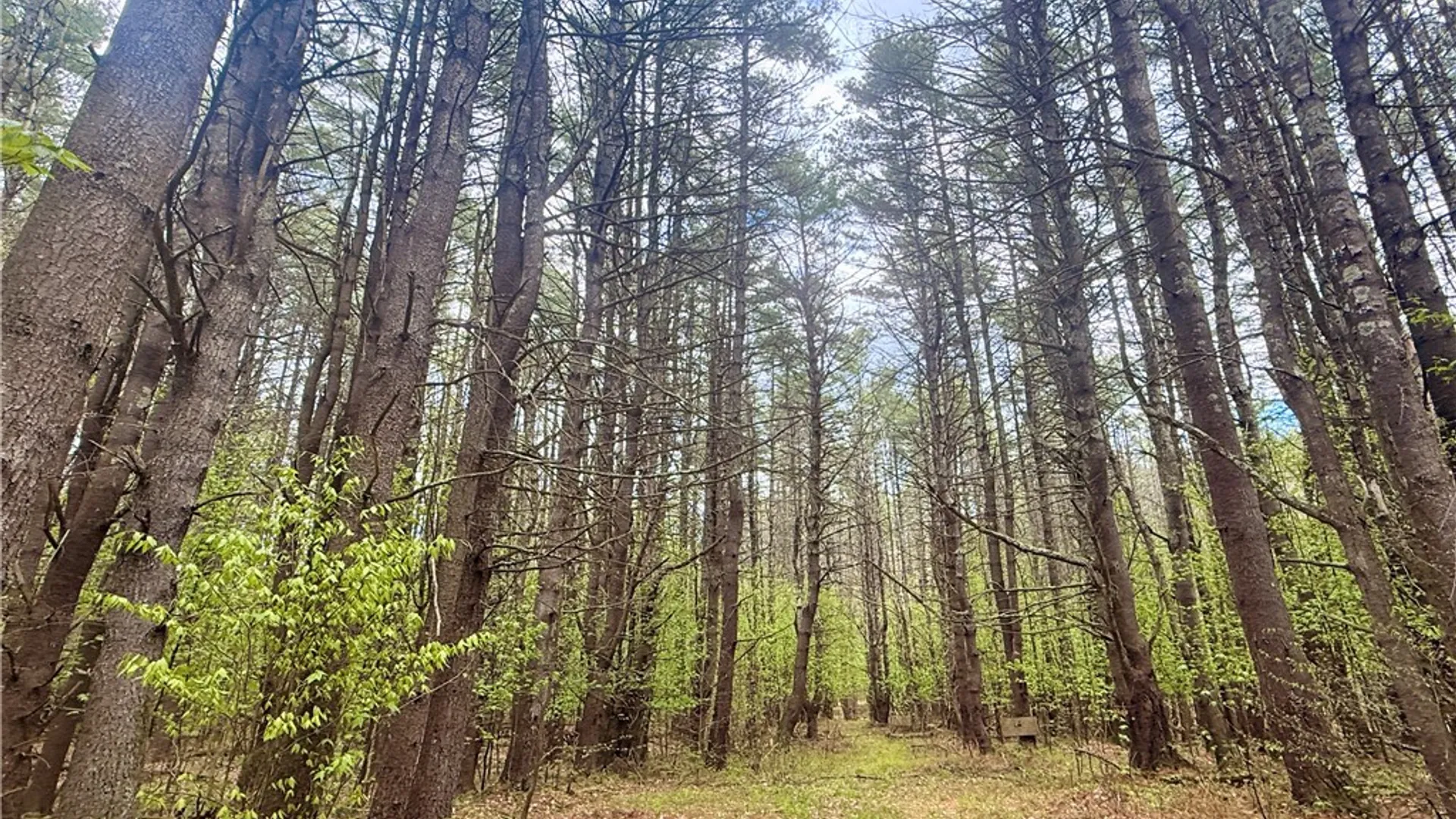 Property at 30 & 33 Harter Road, Lexington, NY 12492 18