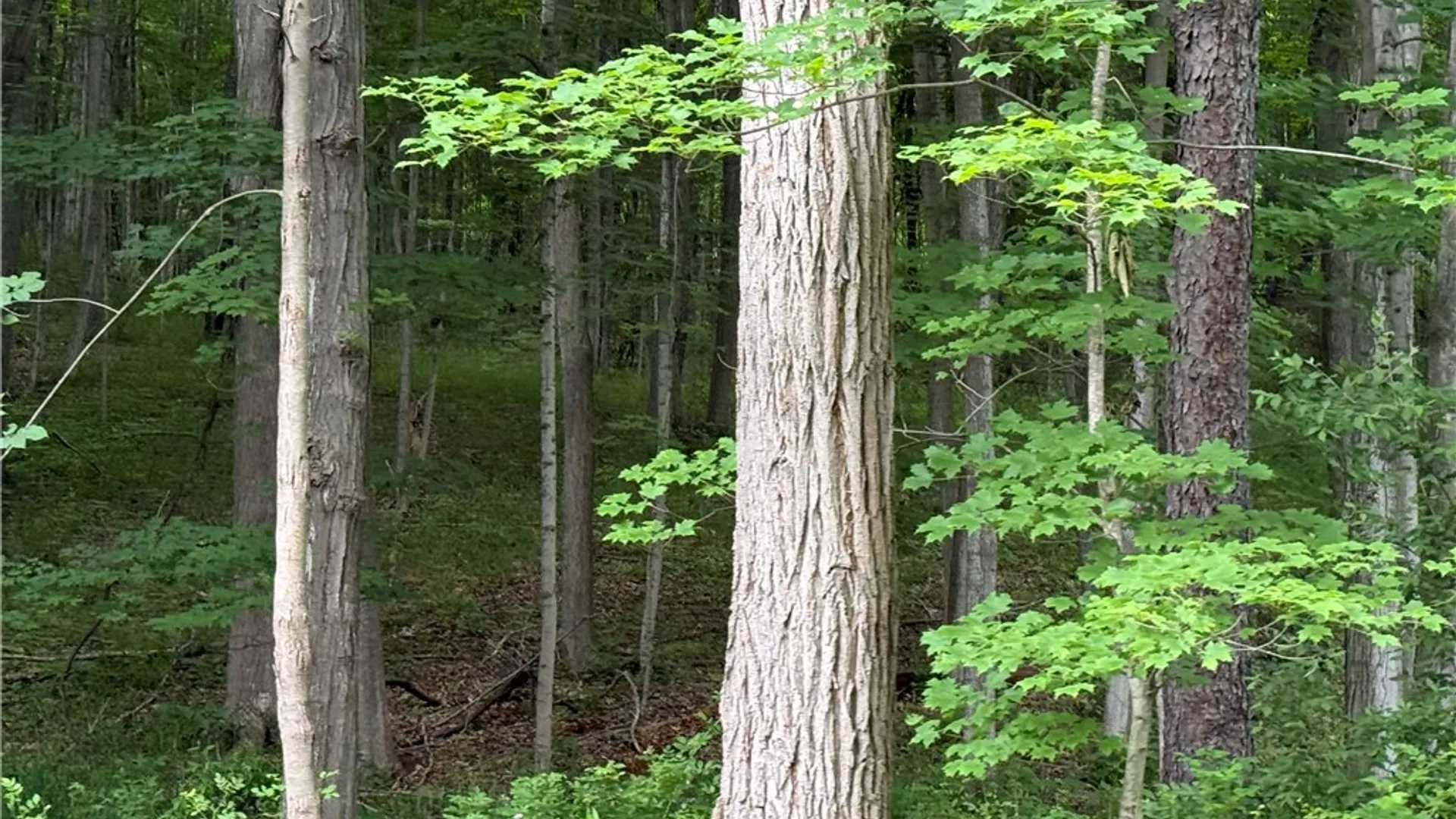 Property at 1592 Emerson Road, Potter, NY 14507 10