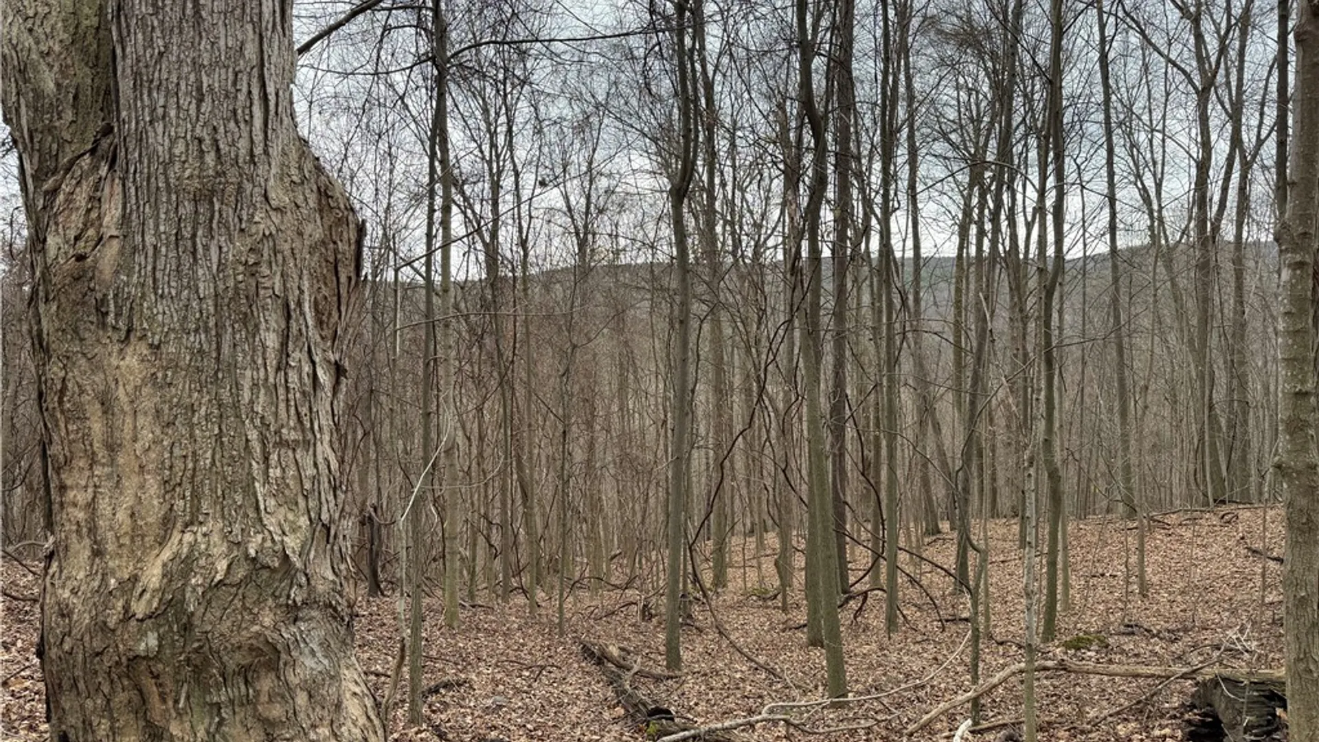 Property at 1592 Emerson Road, Potter, NY 14507 16