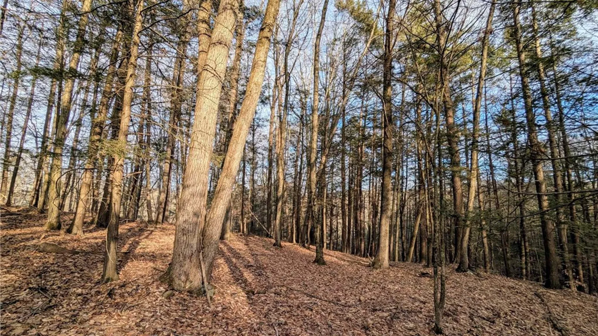 Property at Elmira Road, Newfield, NY 14867 7