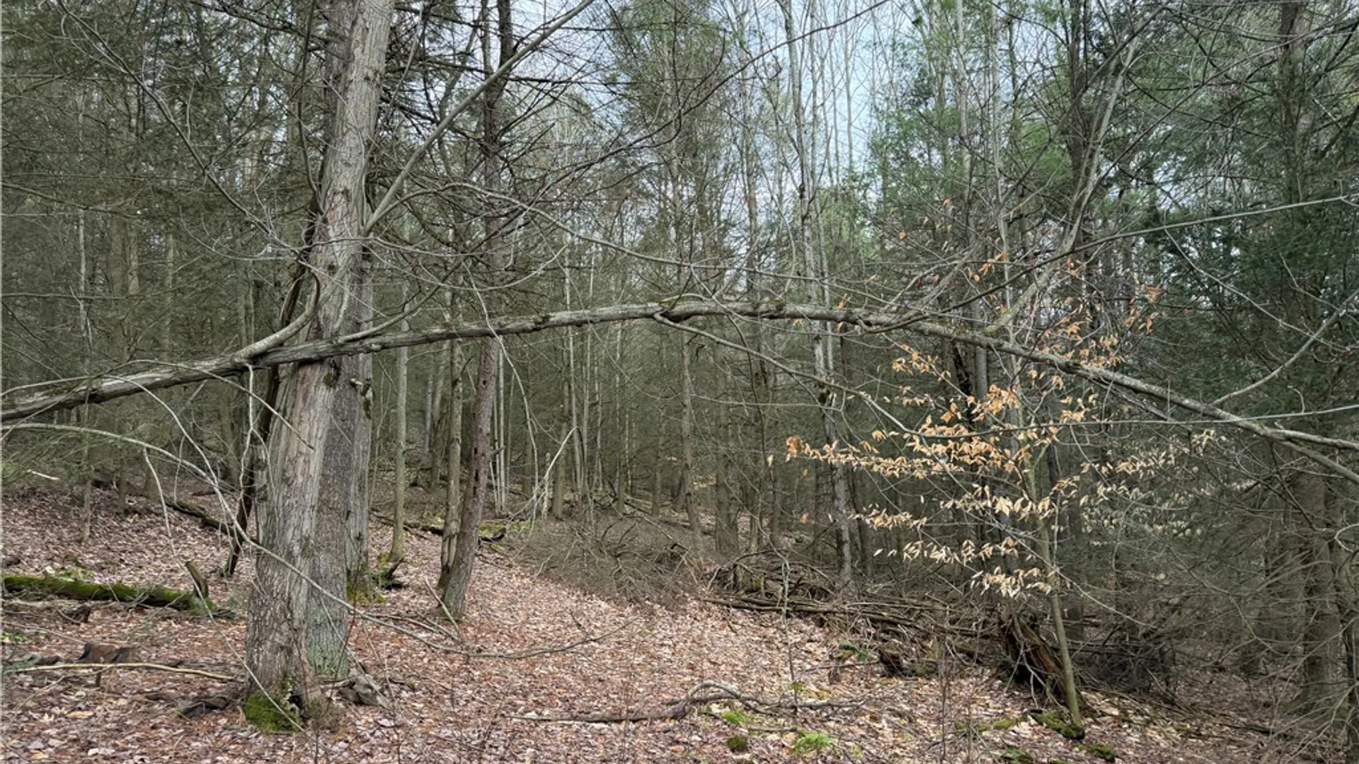 Property at Buffalo Street, Wayland, NY 14572 14
