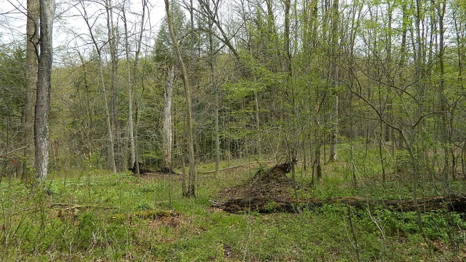 Property at 9999 Olean Road, Holland, NY 14080 9