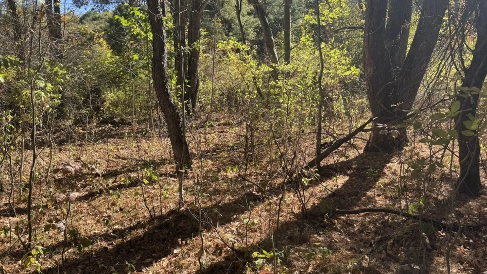 Property at 4755 Fay Hollow Road, Humphrey, NY 14741 3