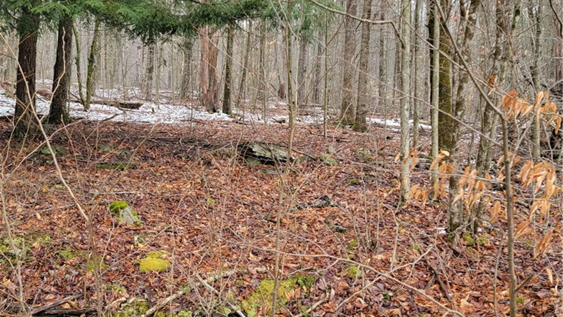 Property at 0 Schlafer Road, Guilford, NY 13780 6