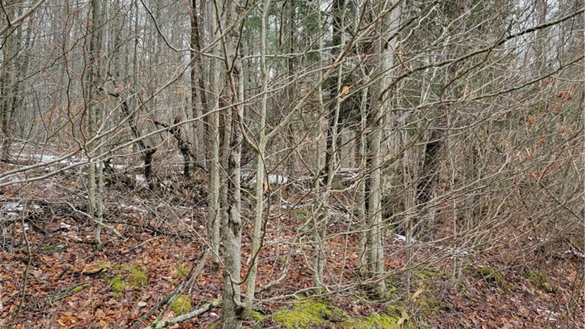Property at 0 Schlafer Road, Guilford, NY 13780 7