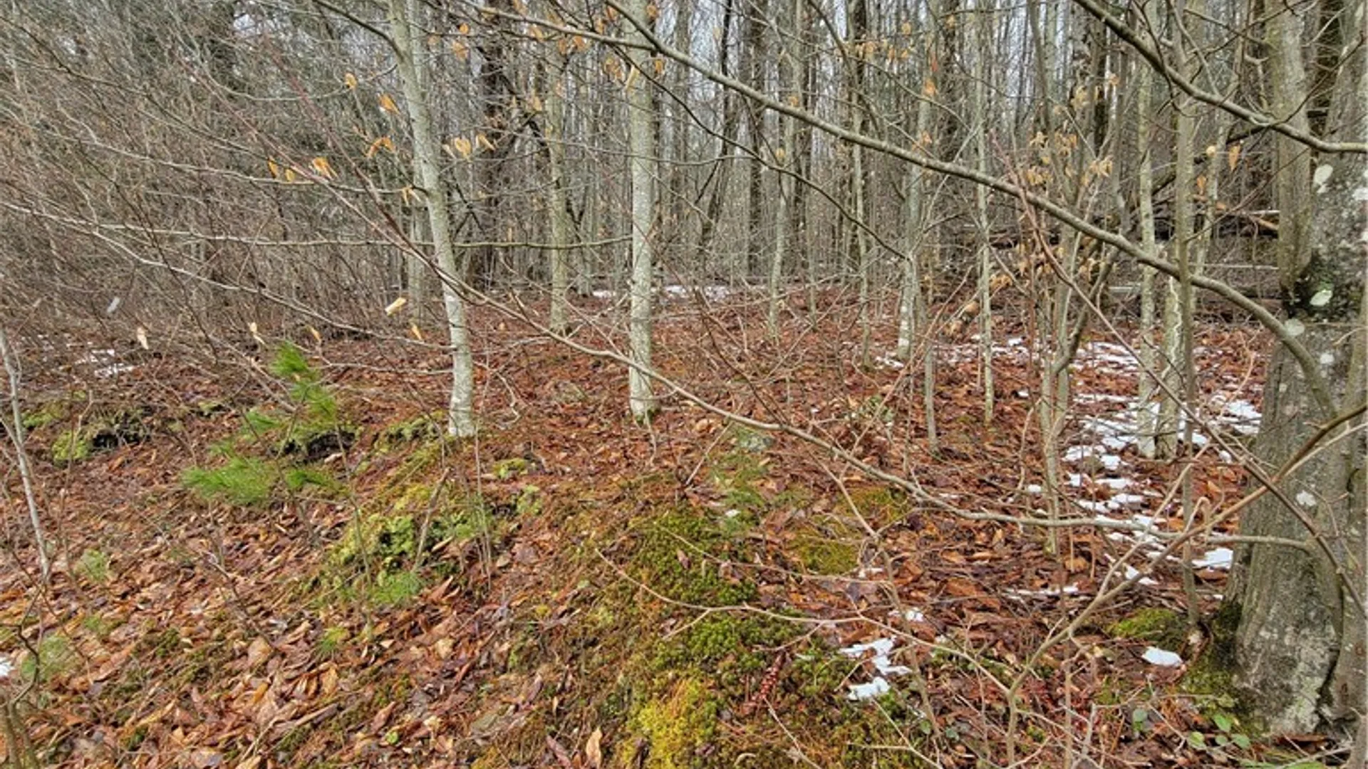 Property at 0 Schlafer Road, Guilford, NY 13780 10