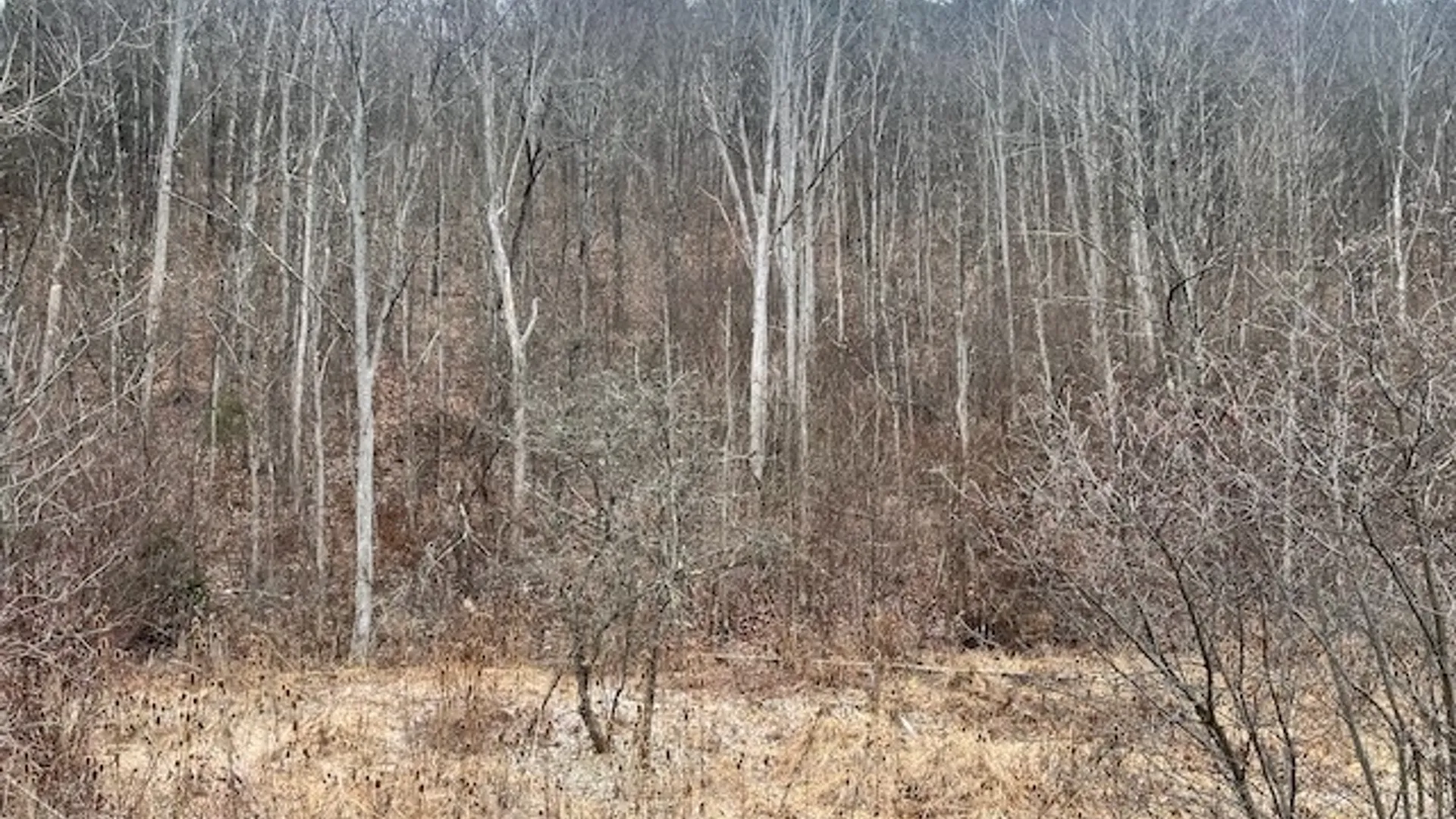Property at 322 Nys Route 34, Van Etten, NY 14889 8