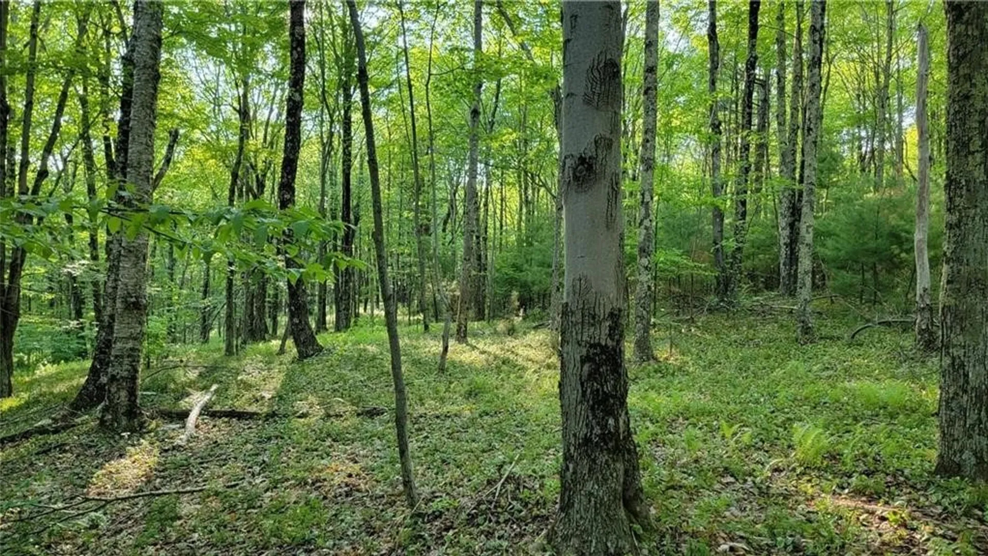 Property at Jim Lane Road, Bovina, NY 13740 45
