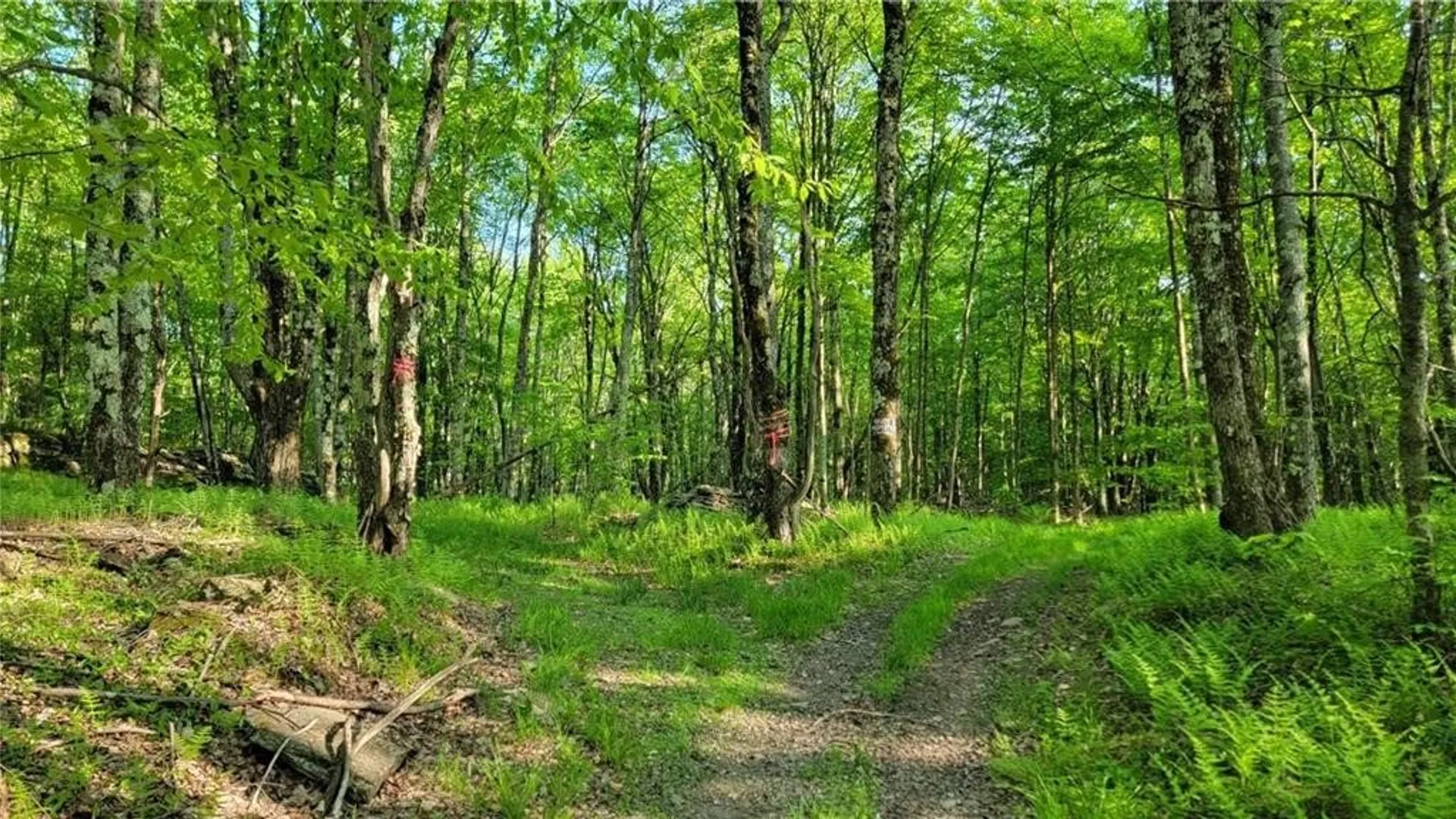 Property at Jim Lane Road, Bovina, NY 13740 8