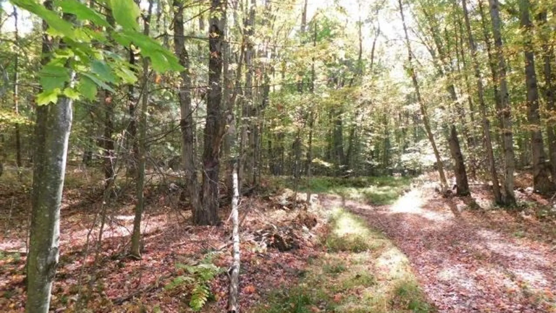 Property at 8005 Johnson Hill Road, Clarksville, NY 14715 32