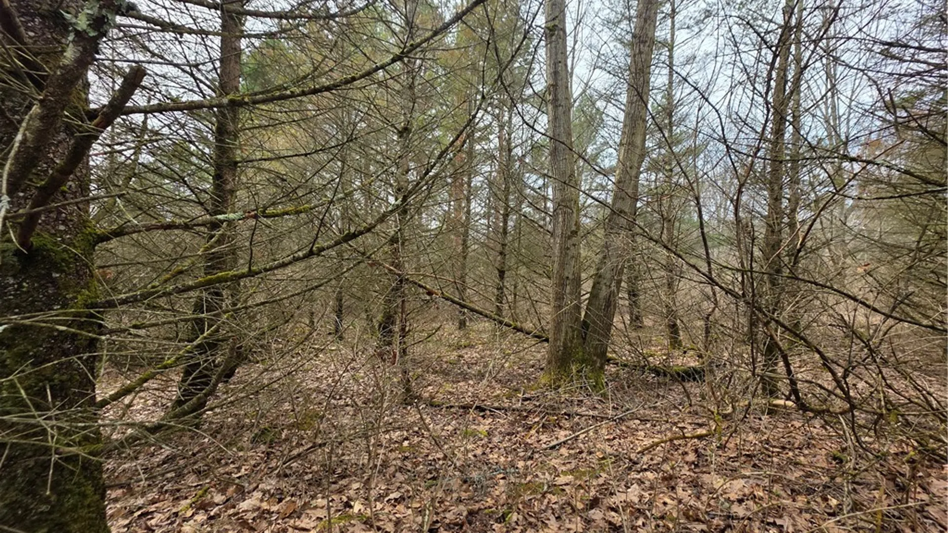 Property at Dingman Hill Road, Bainbridge, NY 13733 15