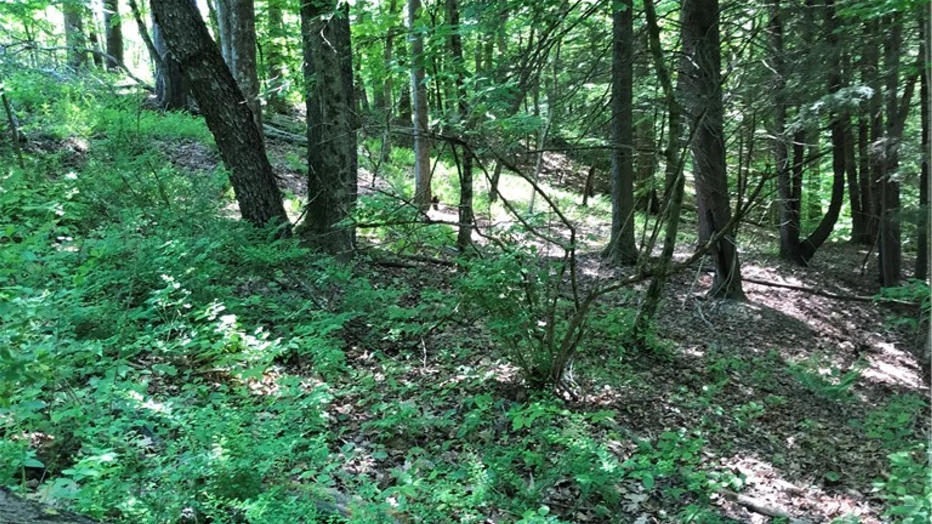 Property at Dingman Hill Road, Bainbridge, NY 13733 17