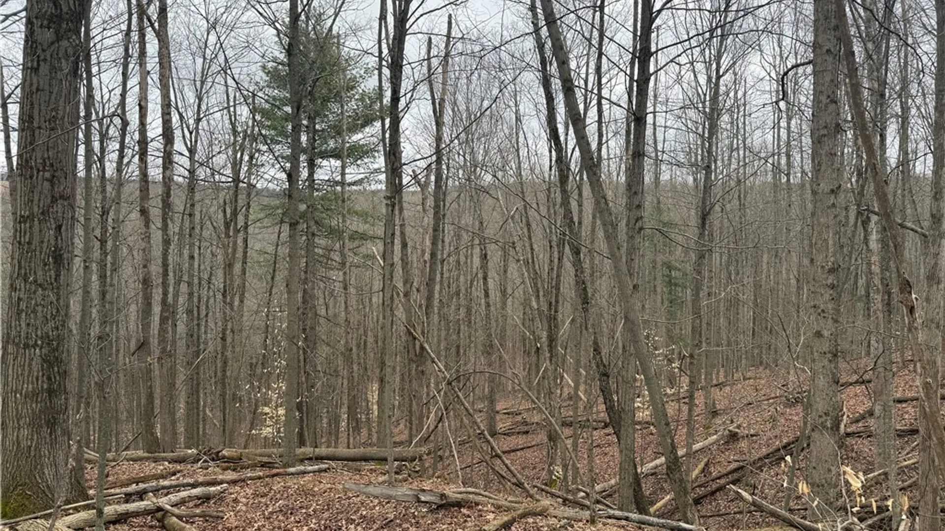 Property at Winding Stair Road, Urbana, NY 14840 5
