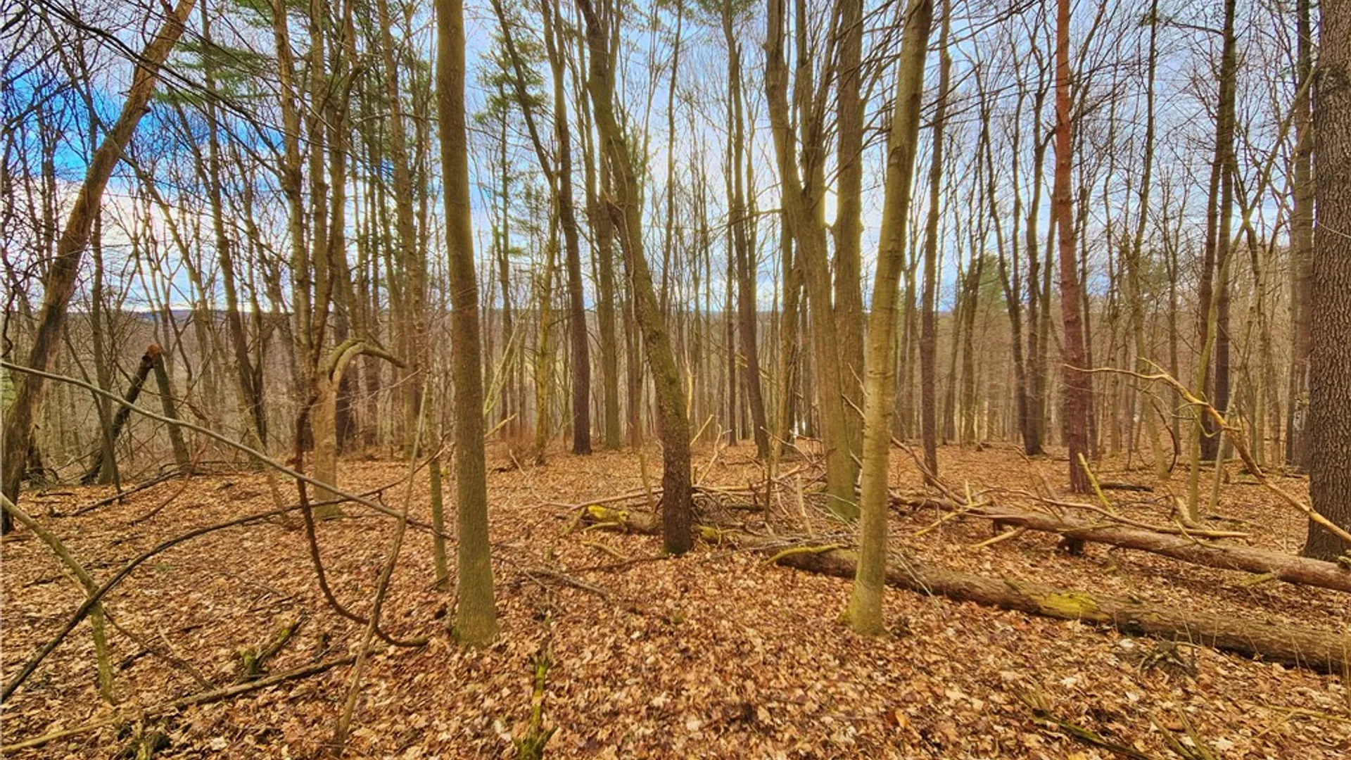 Property at 2130 Guyanoga Road, Jerusalem, NY 14527 21