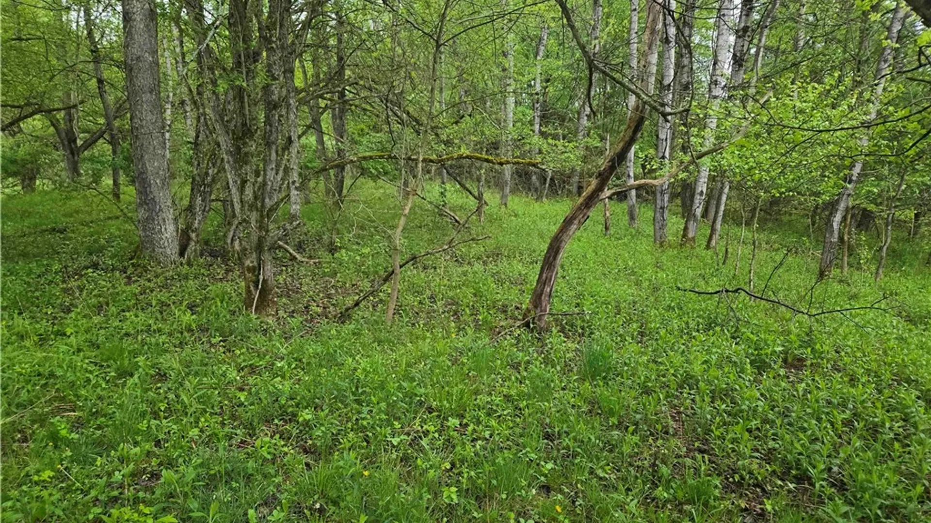 Property at Mead Hollow Road, Bolivar, NY 14754 10