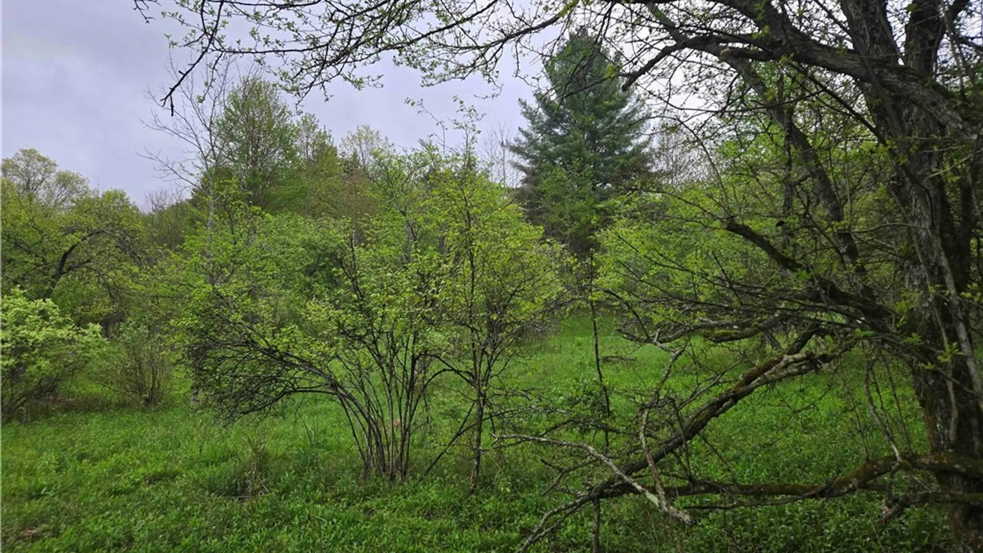 Property at Mead Hollow Road, Bolivar, NY 14754 11