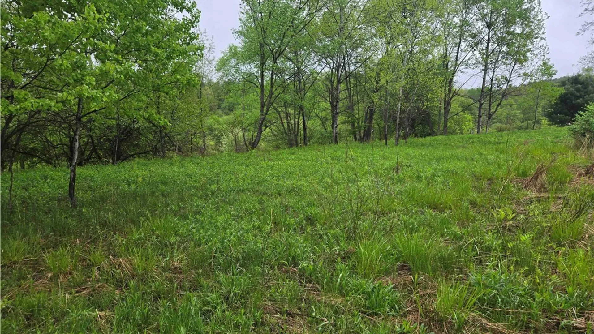 Property at Mead Hollow Road, Bolivar, NY 14754 13