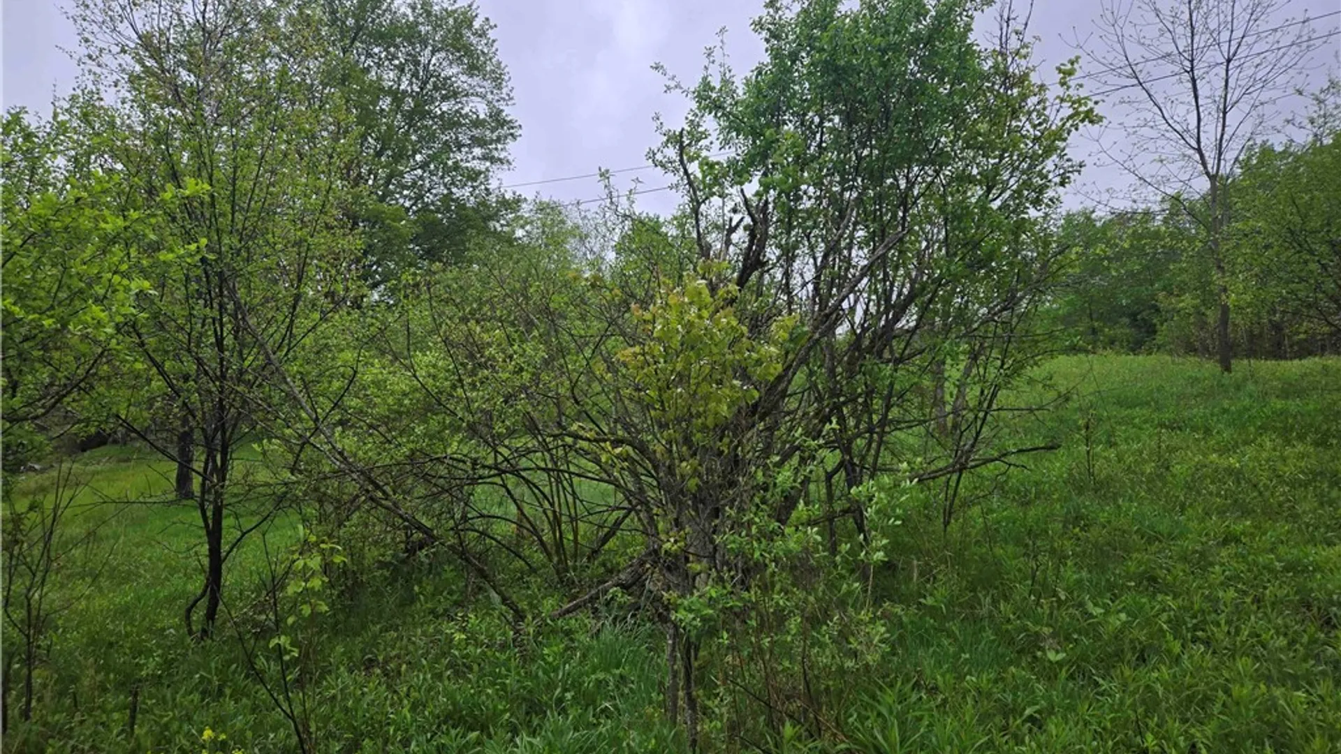 Property at Mead Hollow Road, Bolivar, NY 14754 14