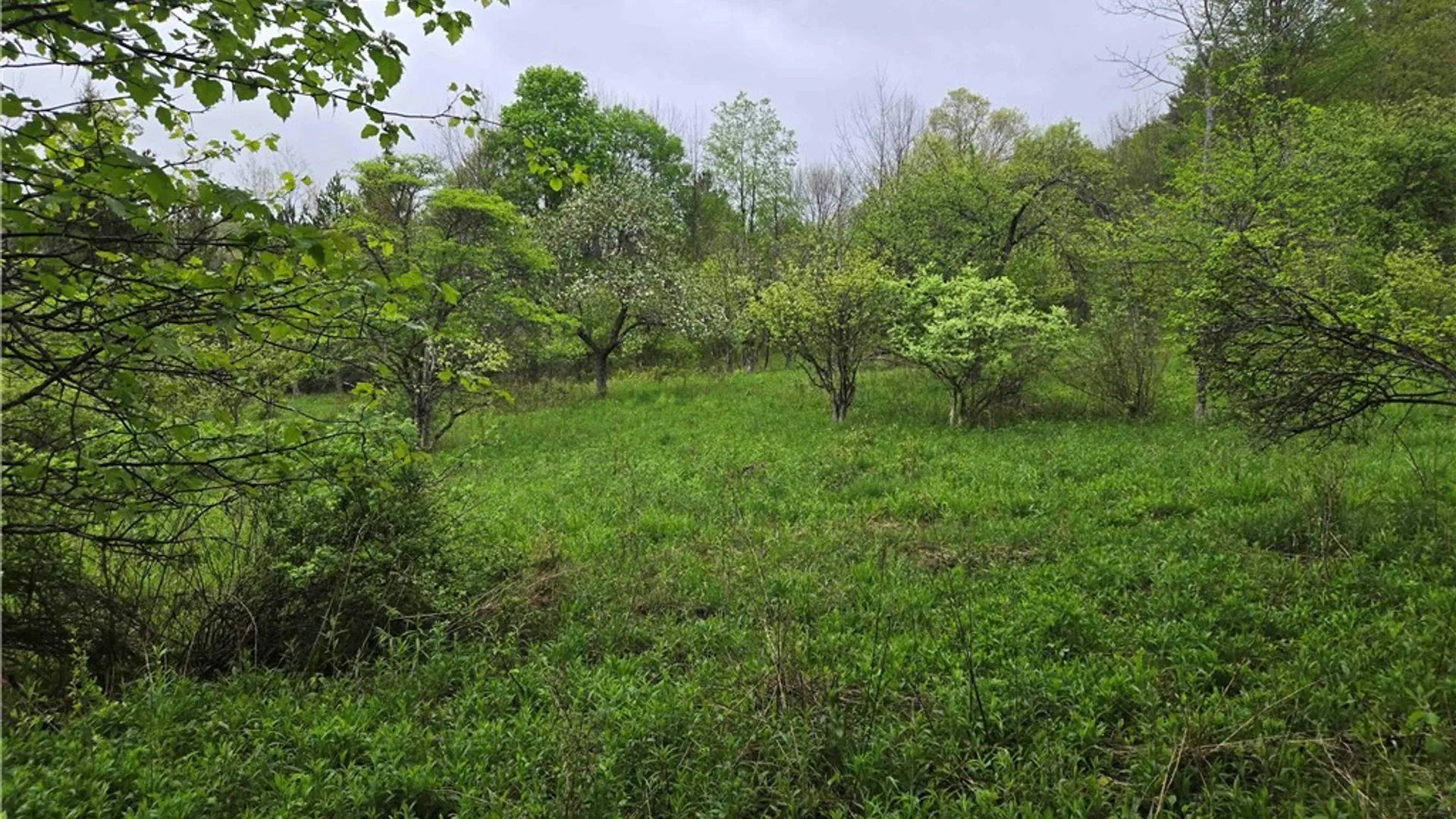 Property at Mead Hollow Road, Bolivar, NY 14754 3
