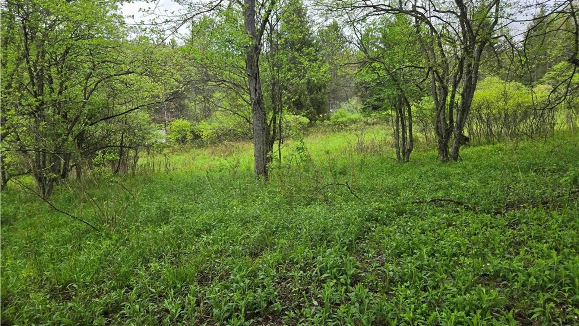 Property at Mead Hollow Road, Bolivar, NY 14754 4