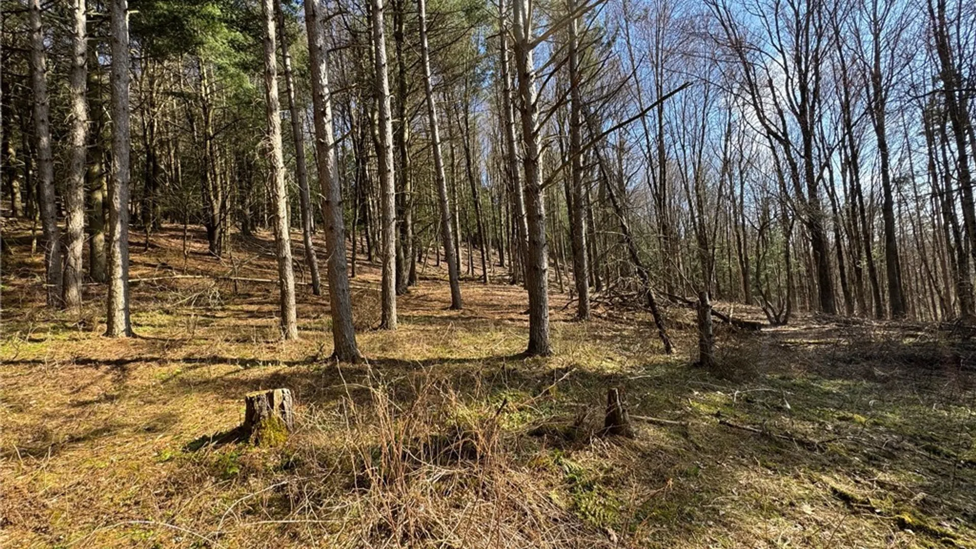 Property at Lot #6.1 County Highway 20, Edmeston, NY 13335 25