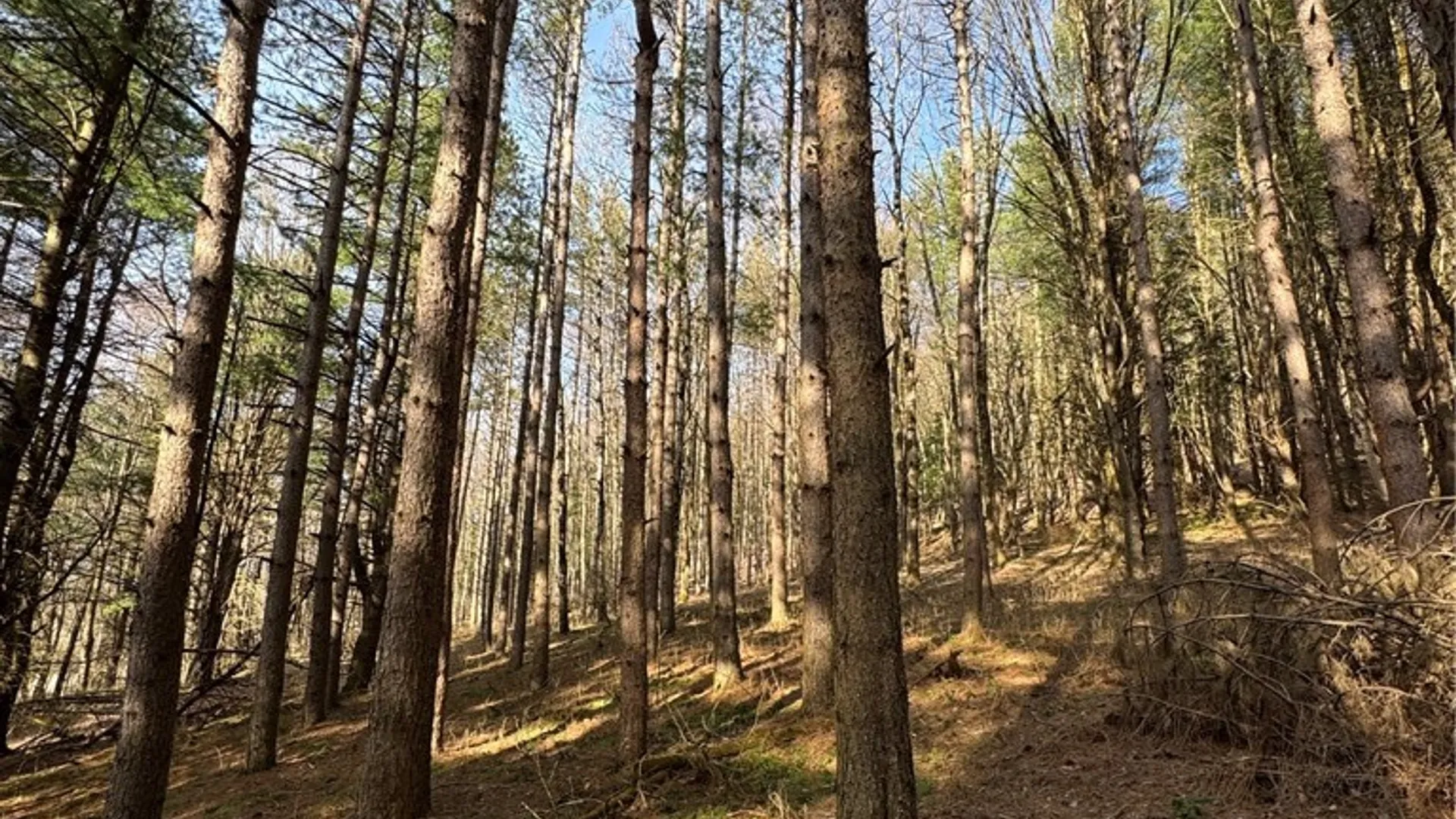 Property at Lot #6.1 County Highway 20, Edmeston, NY 13335 44