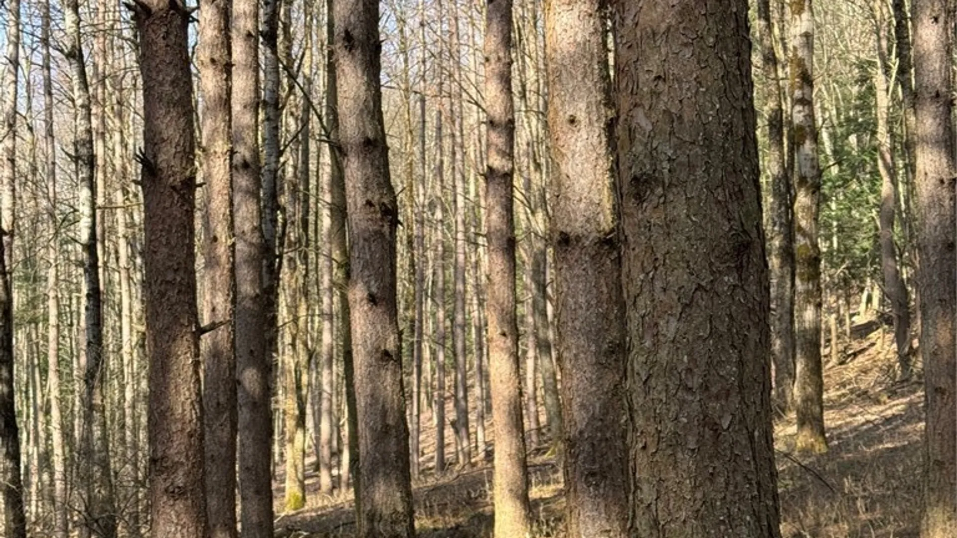 Property at Lot #6.1 County Highway 20, Edmeston, NY 13335 45