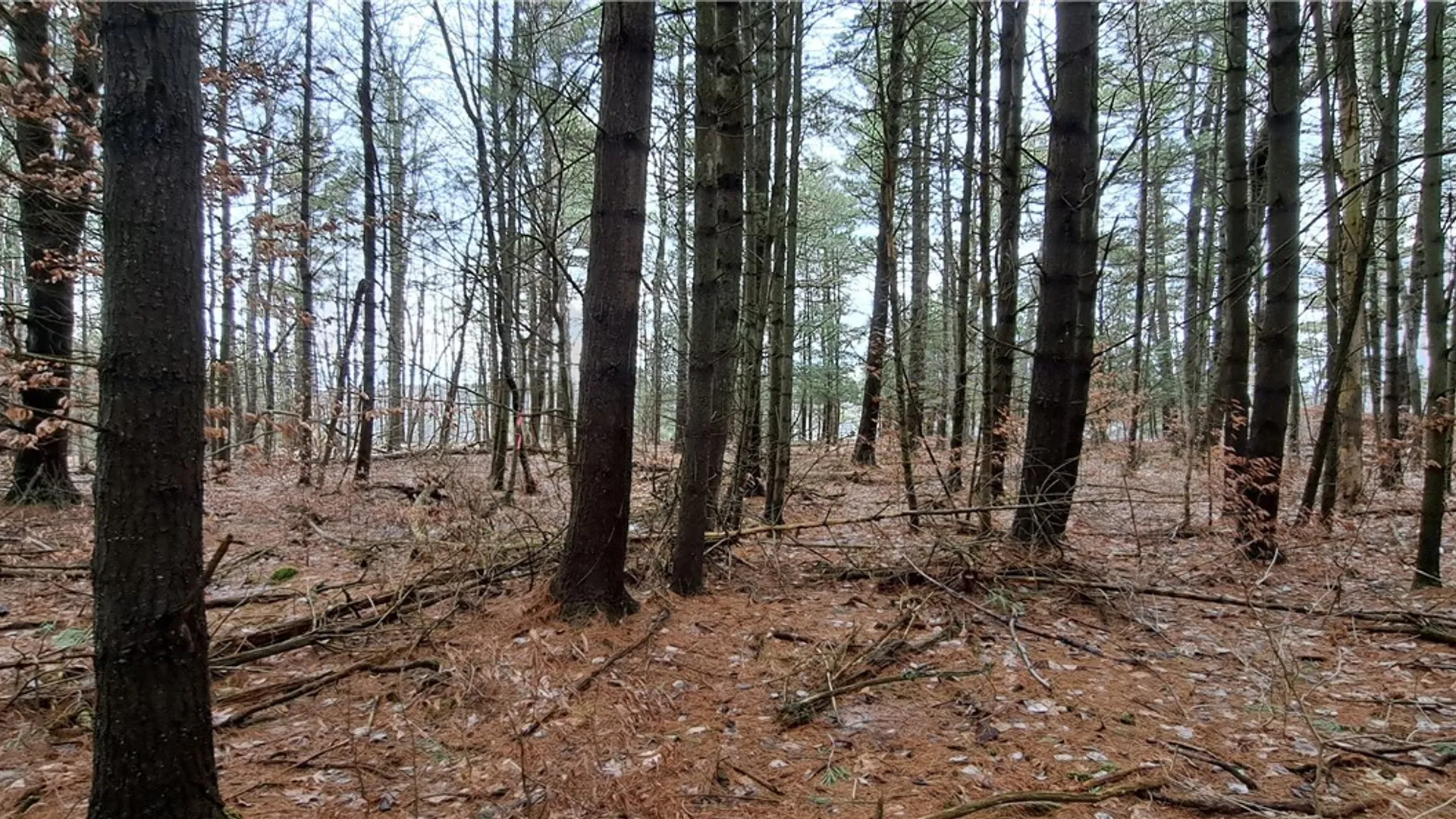 Property at 0 Sweet Point Rd, Alexandria, NY 13607 4