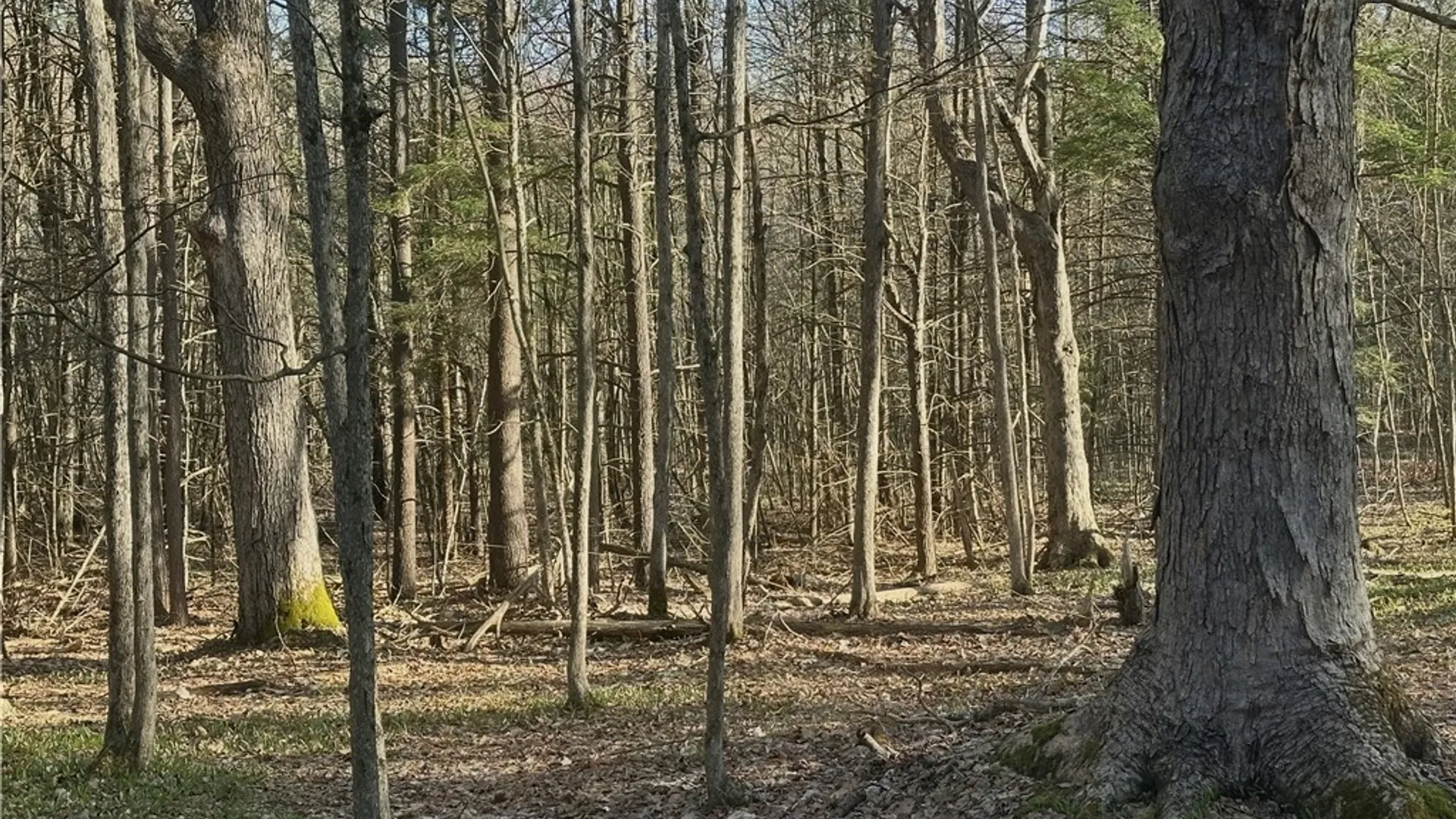 Property at 0 Lead Mine Rd, Rossie, NY 13679 3