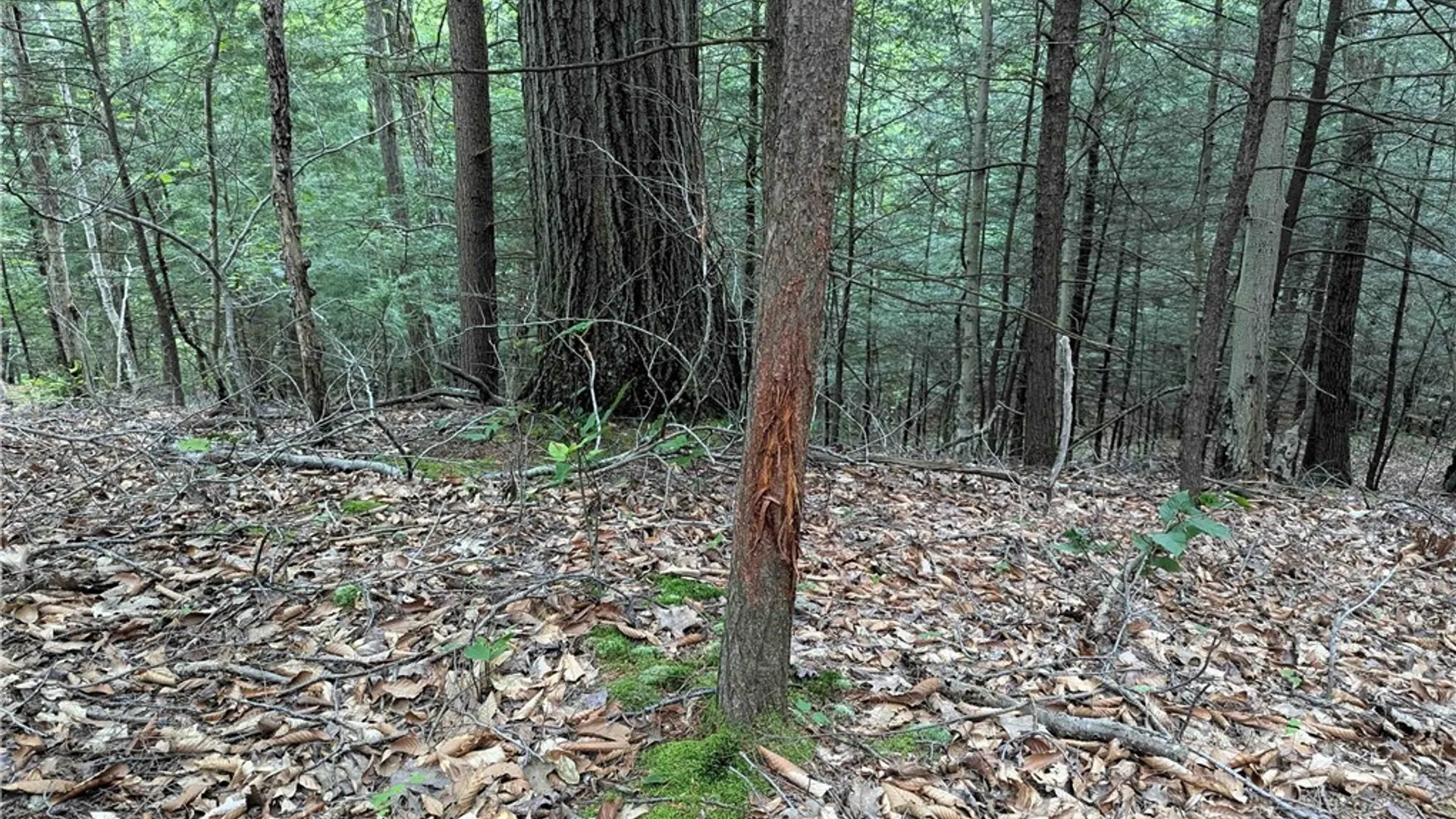 Property at Akins Road, Cohocton, NY 14826 28